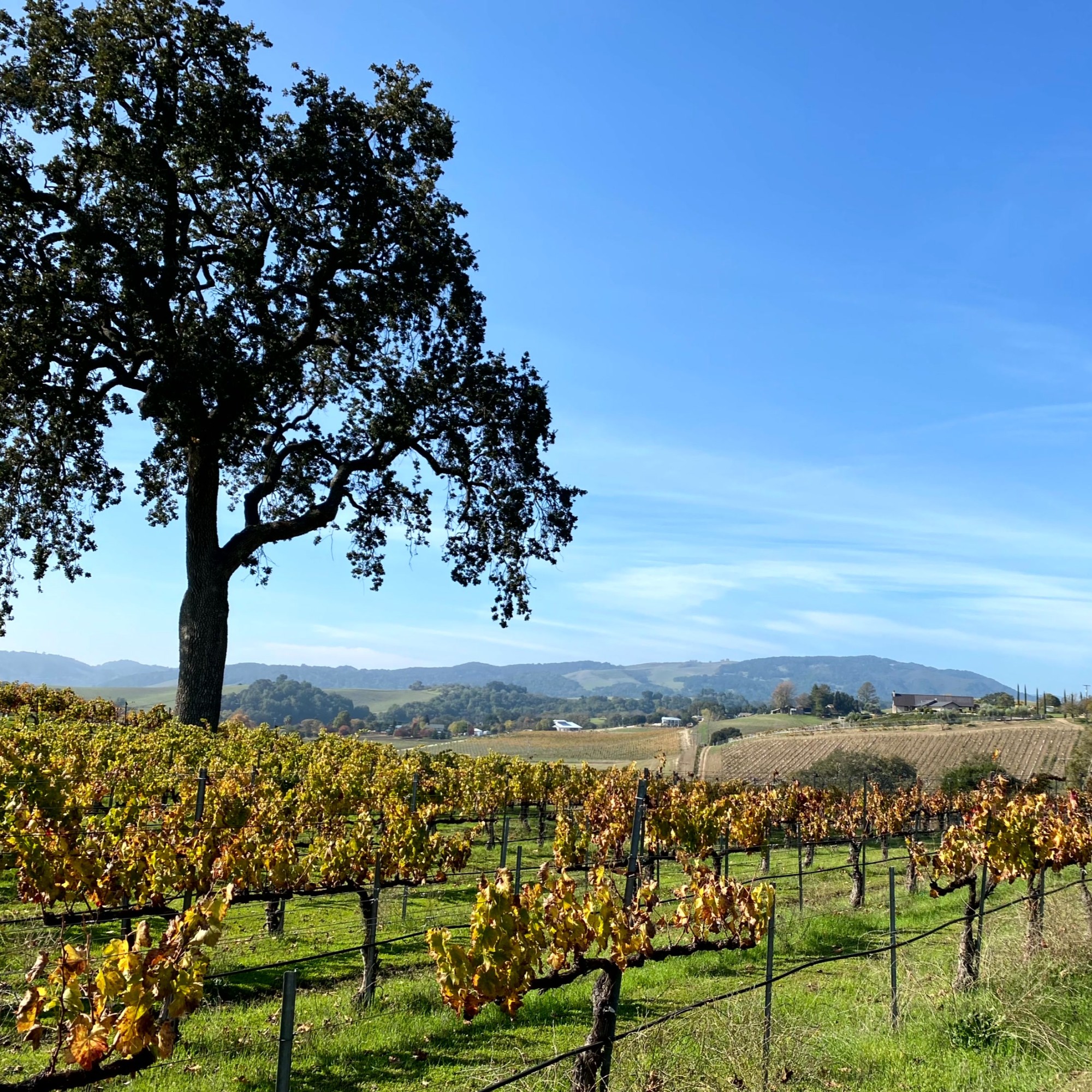 Enjoy Food and Wine in California's Hidden Gem: Paso Robles