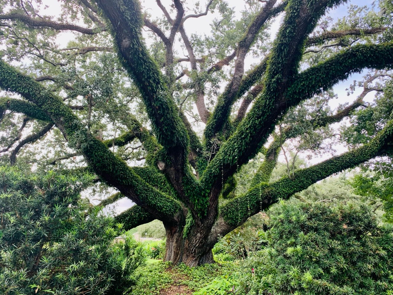 A giant tree with sprawling branches stands amid greenery under a cloudy sky.