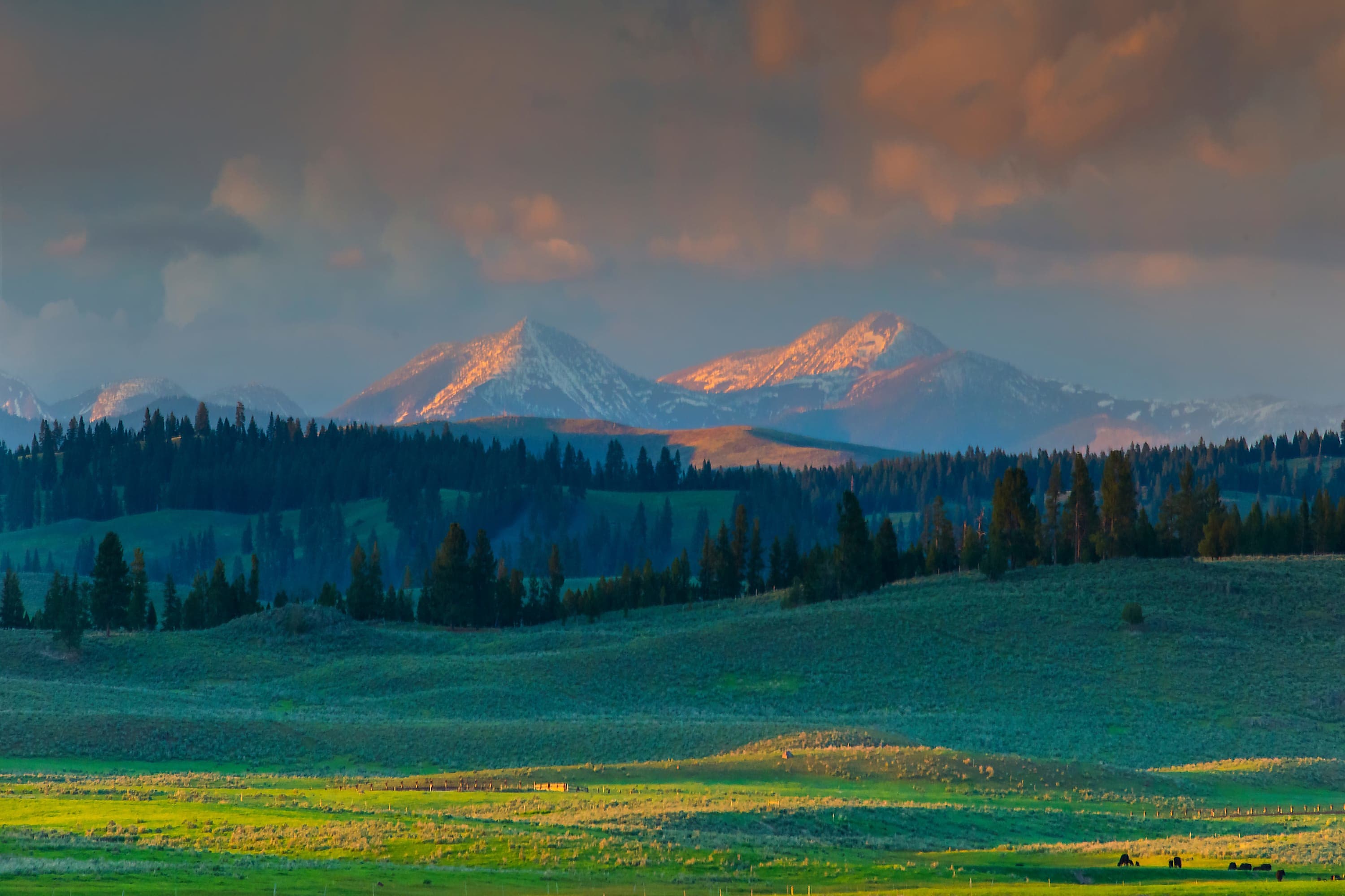 Wide open grasslands are suddenly interrupted by forests, with a snowcapped mountain range in the background