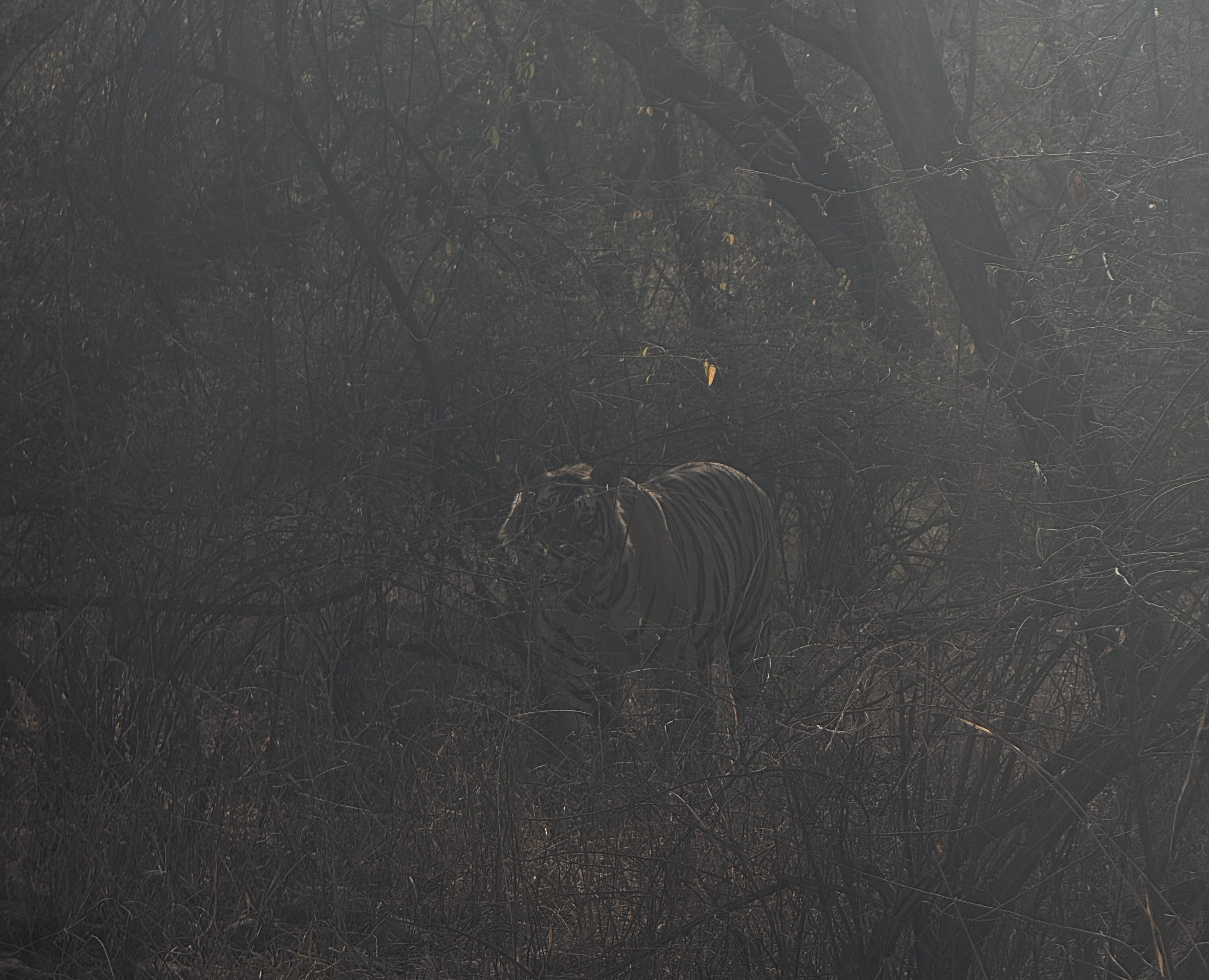 a tiger creeps through a humid jungle
