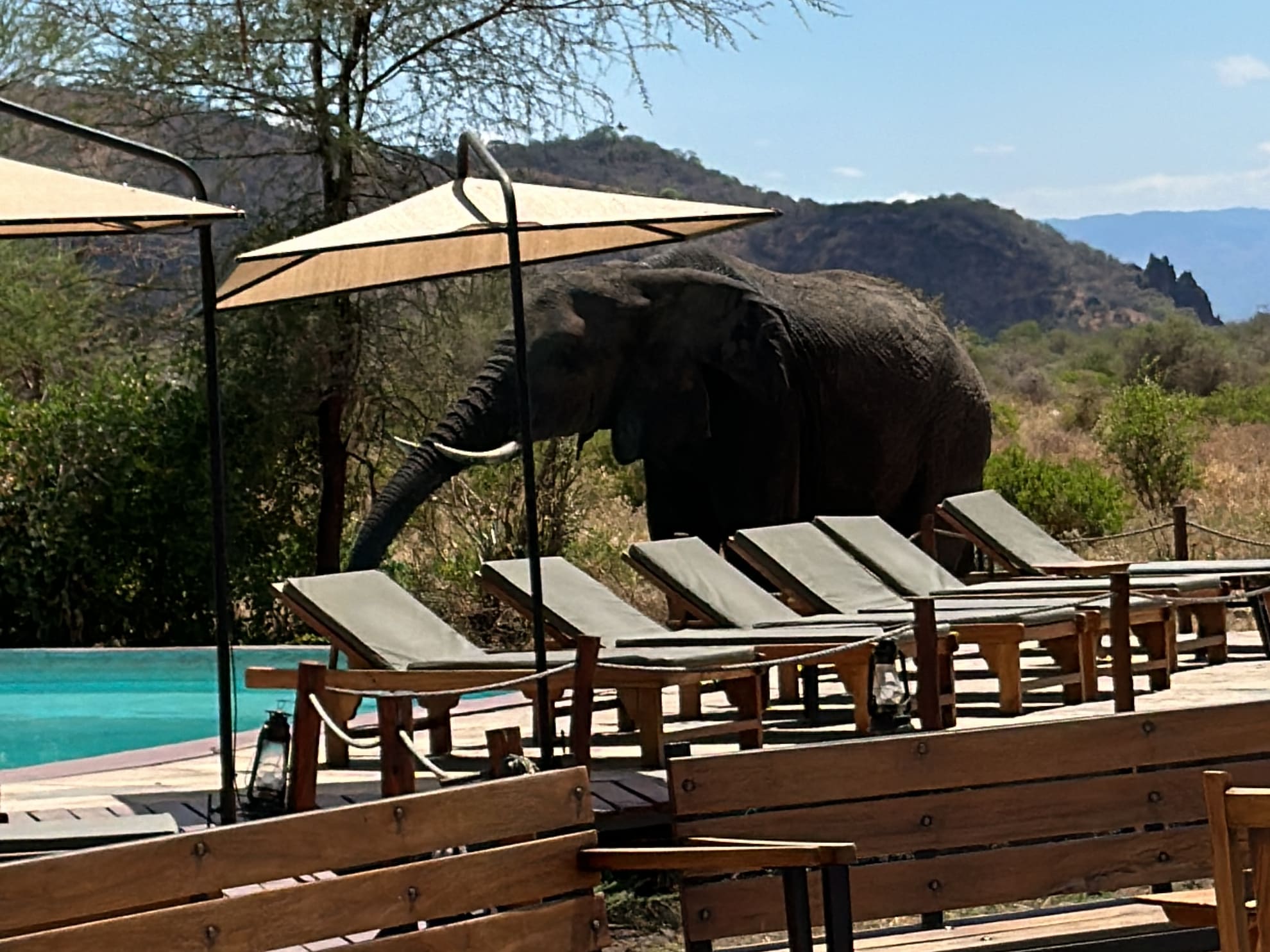 Elephant at the Safari