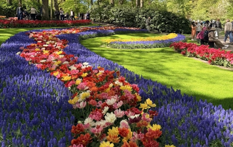 Tulip fields in the Netherlands