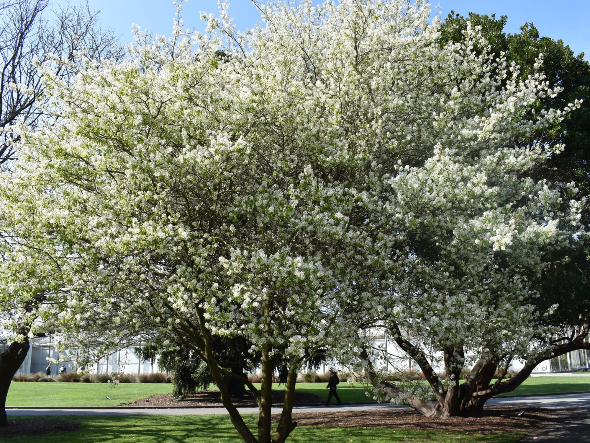 Trees with white leaves at the Botanic Gardens, Christchurch.