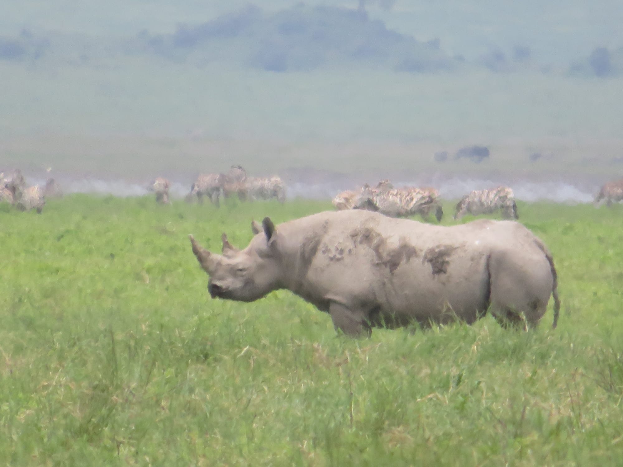 Black Rhino