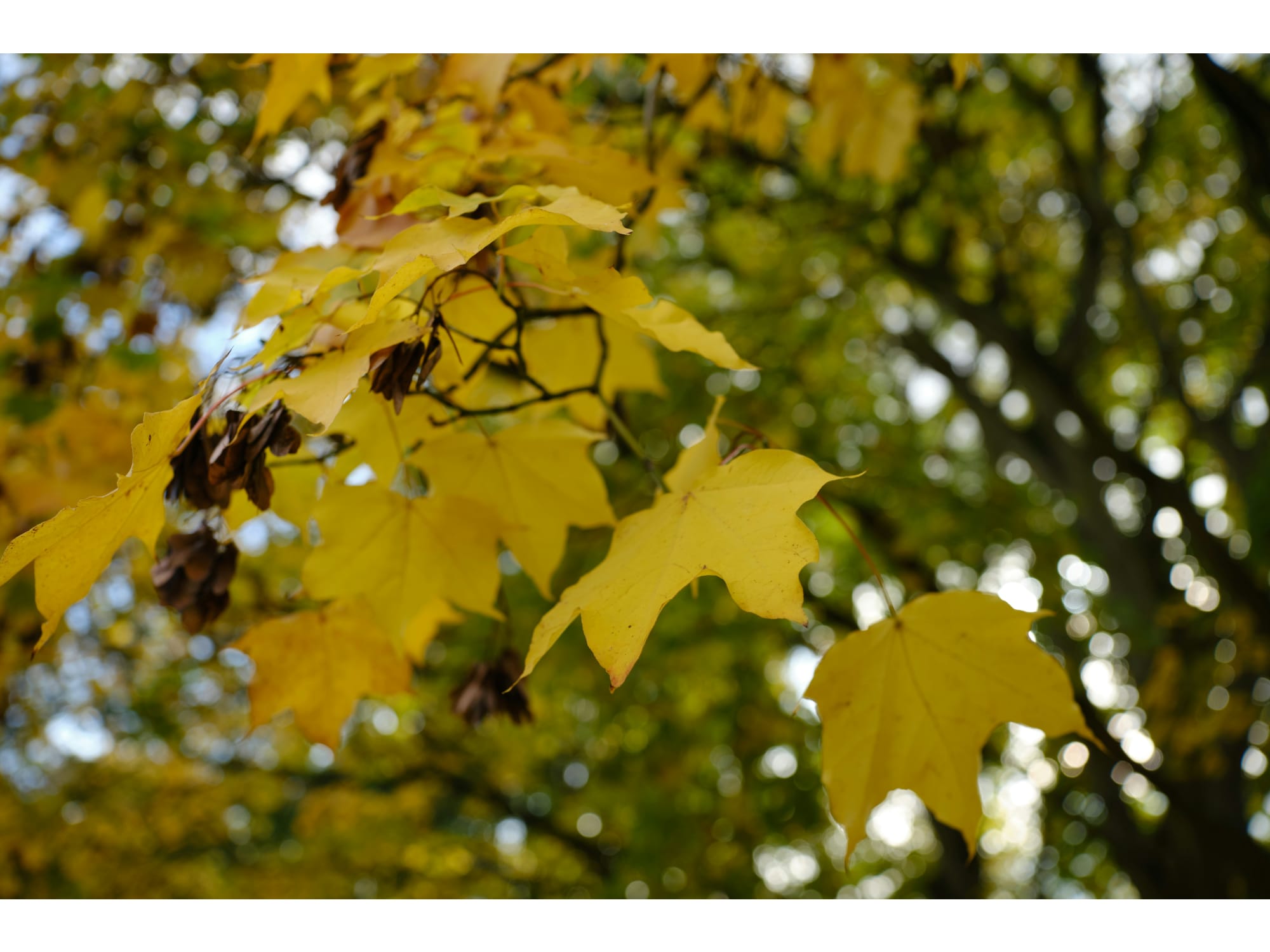 Yellow leaves on a tree.