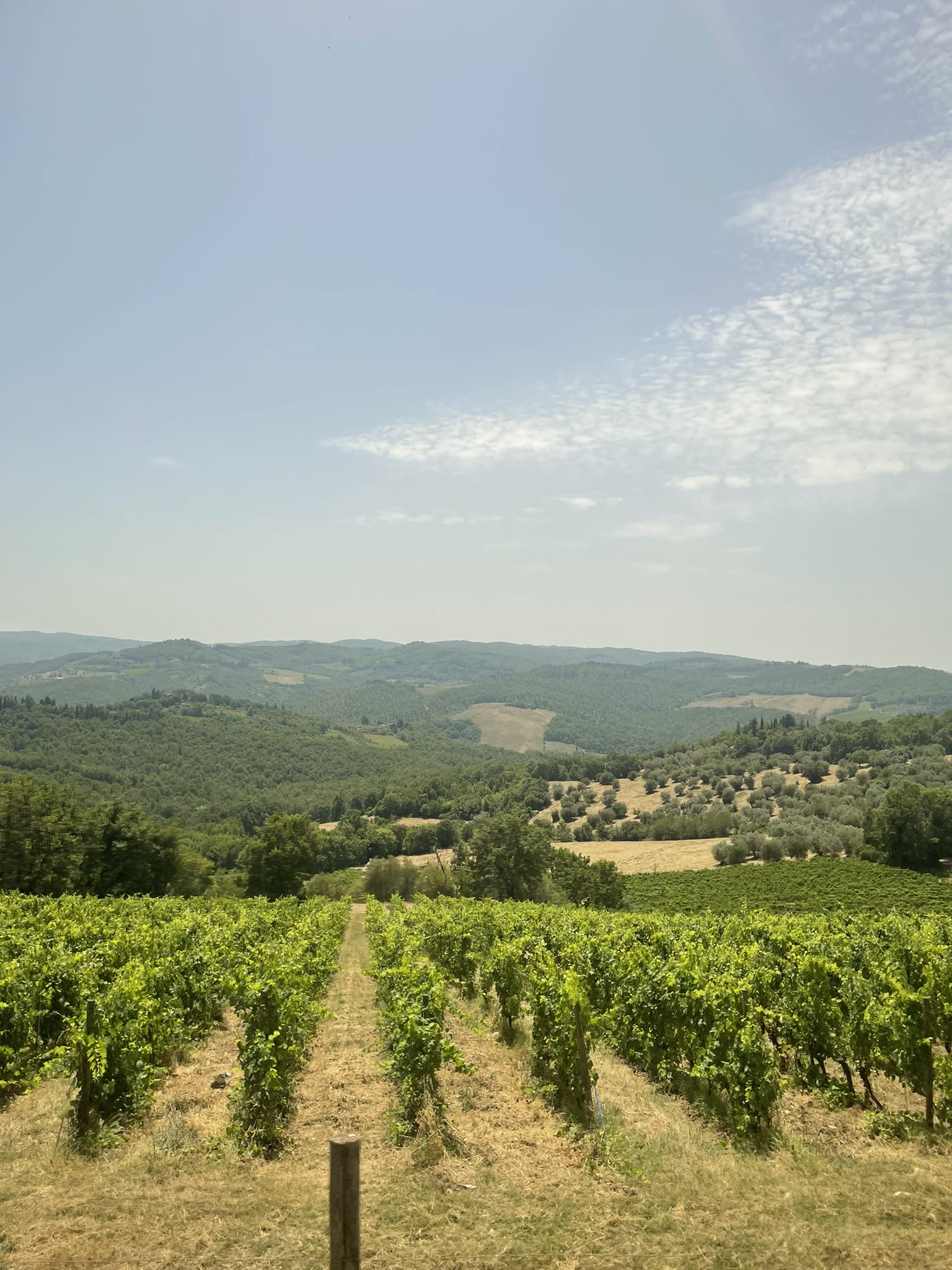 View of a field of plantation