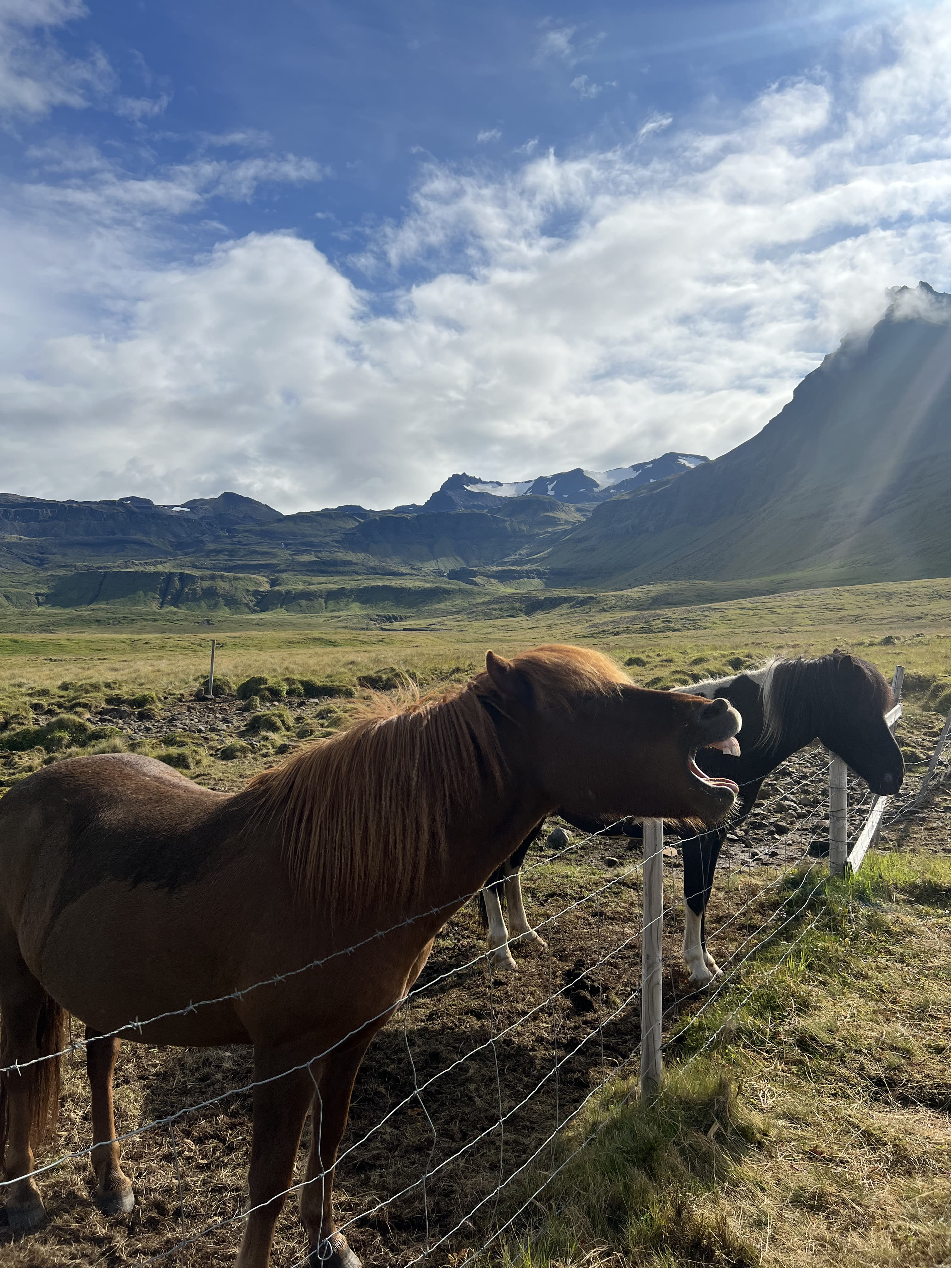 Photo of horses in a field with mountains in the background.