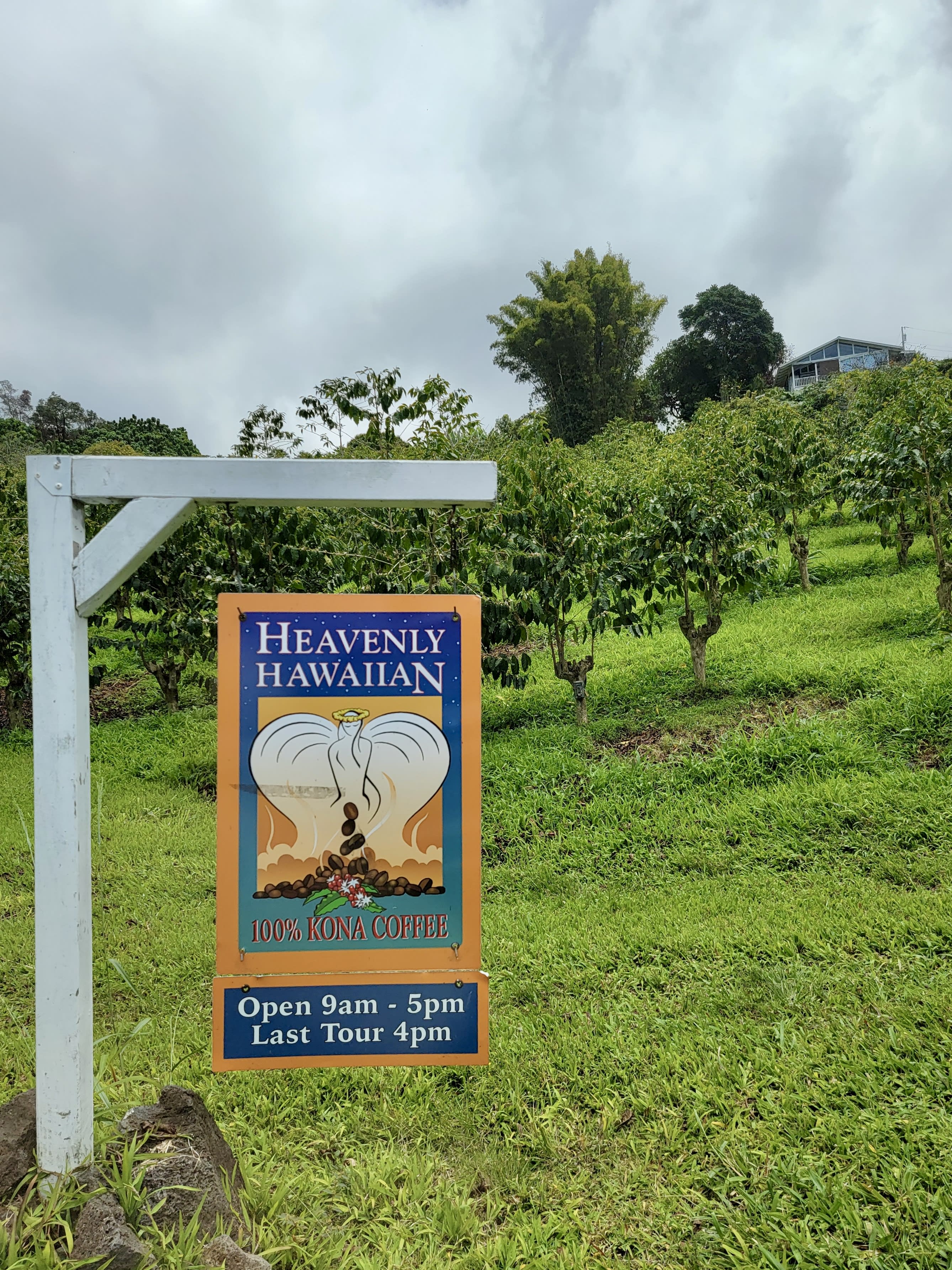 Hanging orange and blue signage for a coffee shop with a white frame surrounded by lush greenery