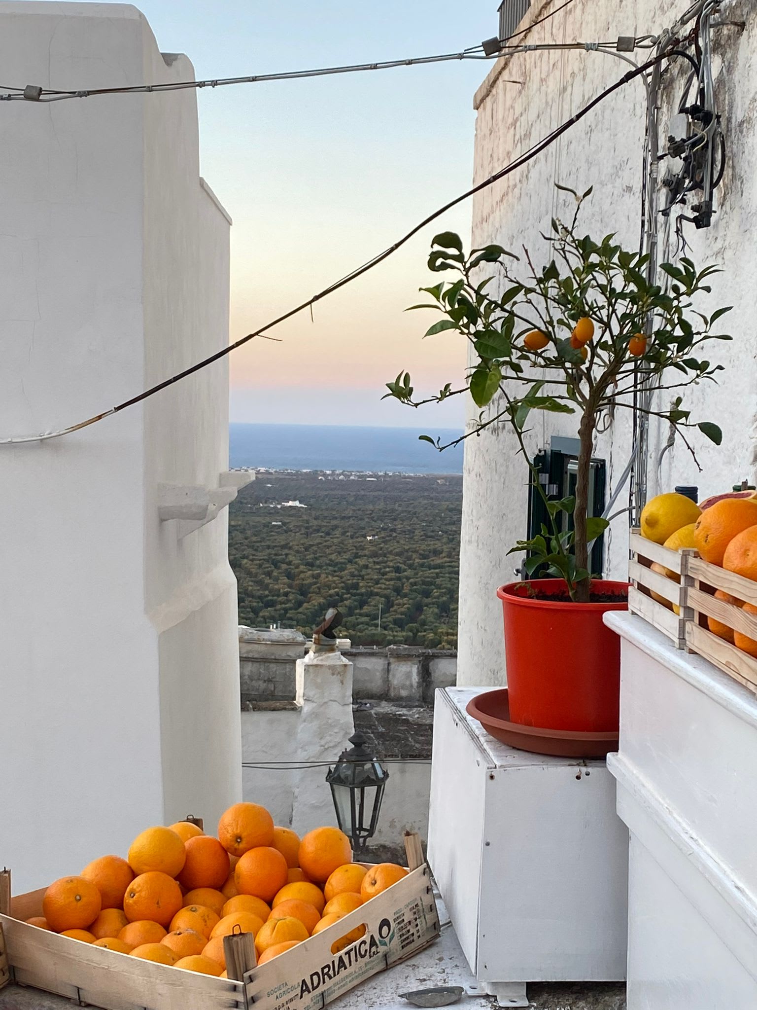 Picture of oranges