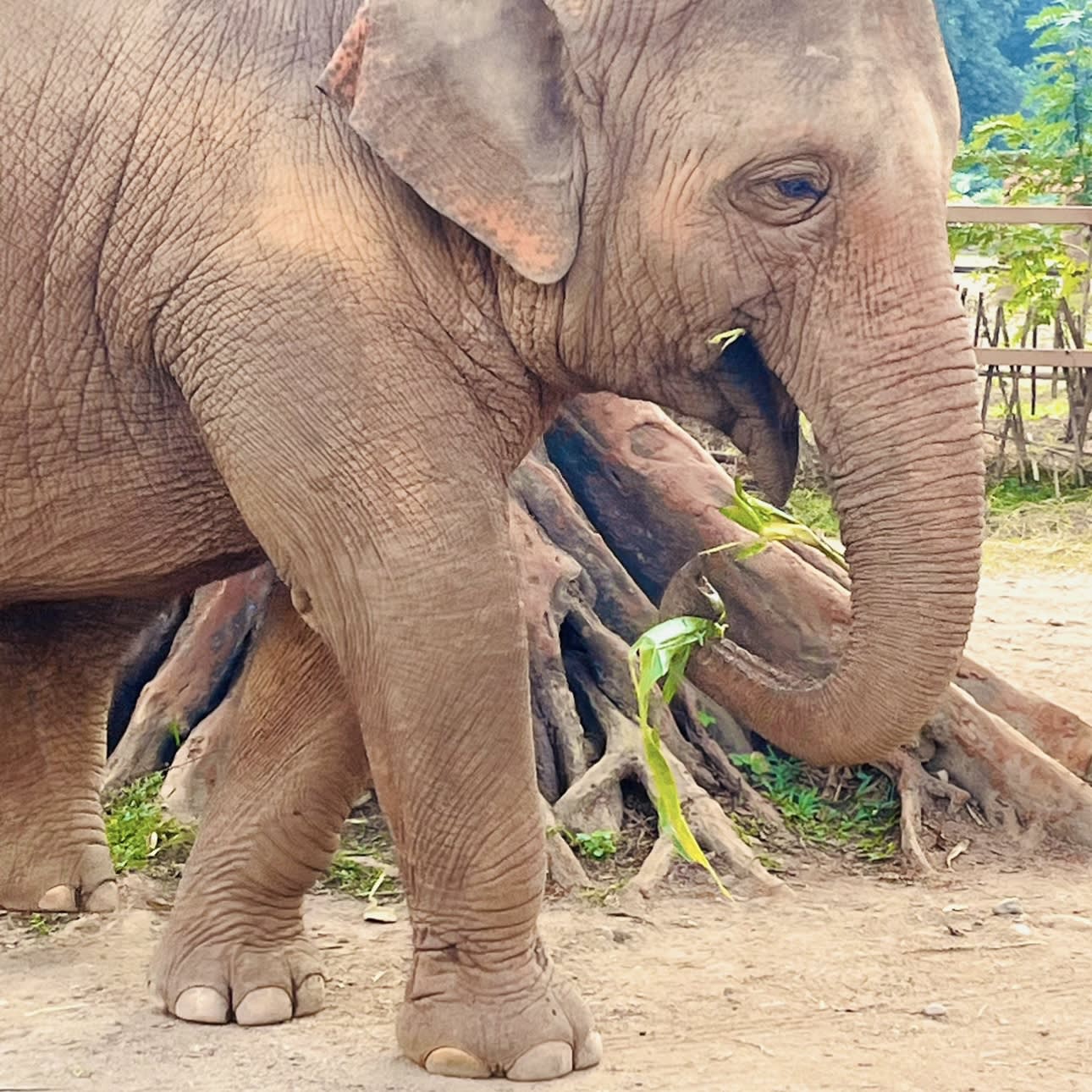 Picture of Elephant eating in a sanctuary