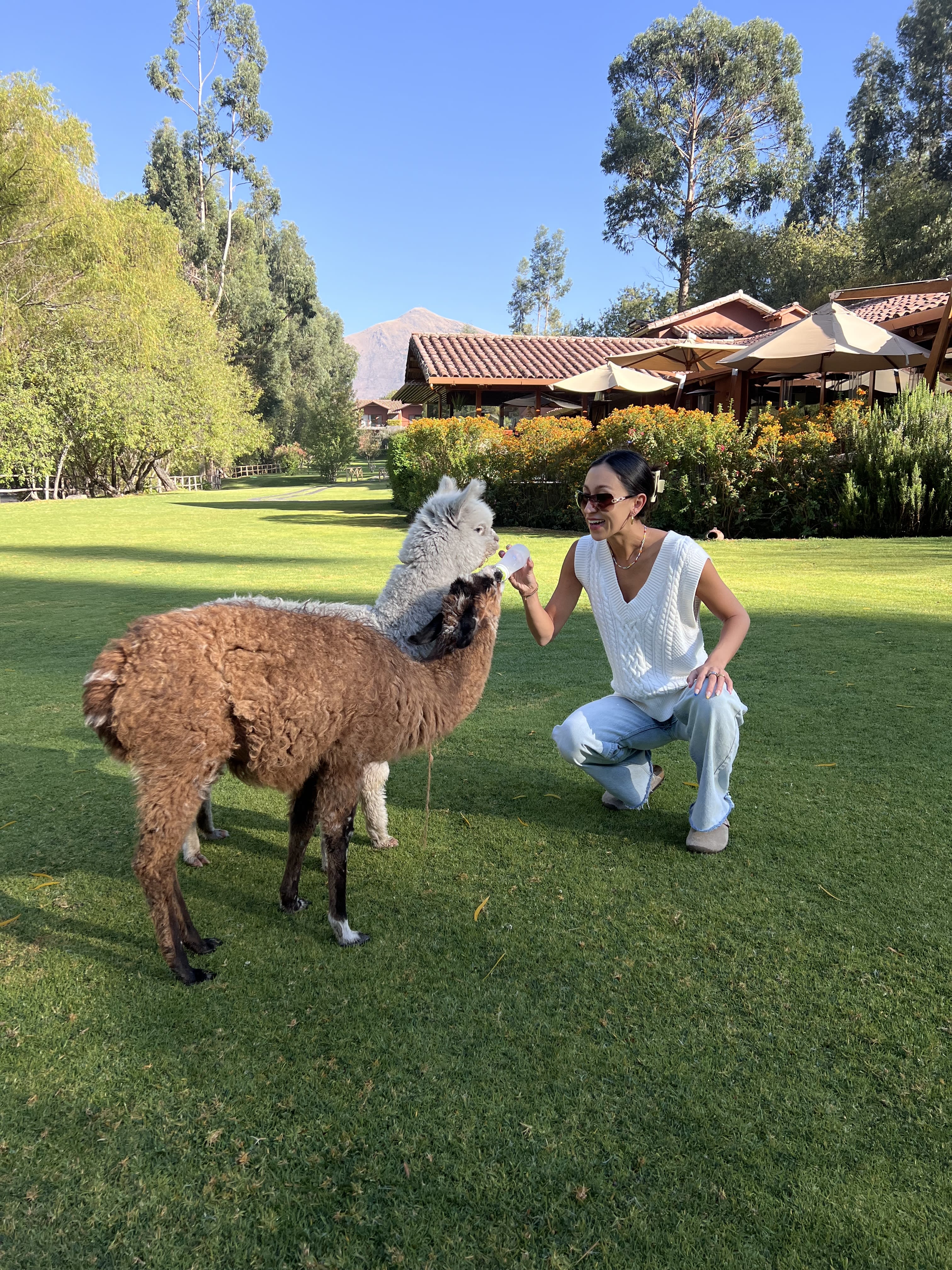 Feeding milk to Llamas