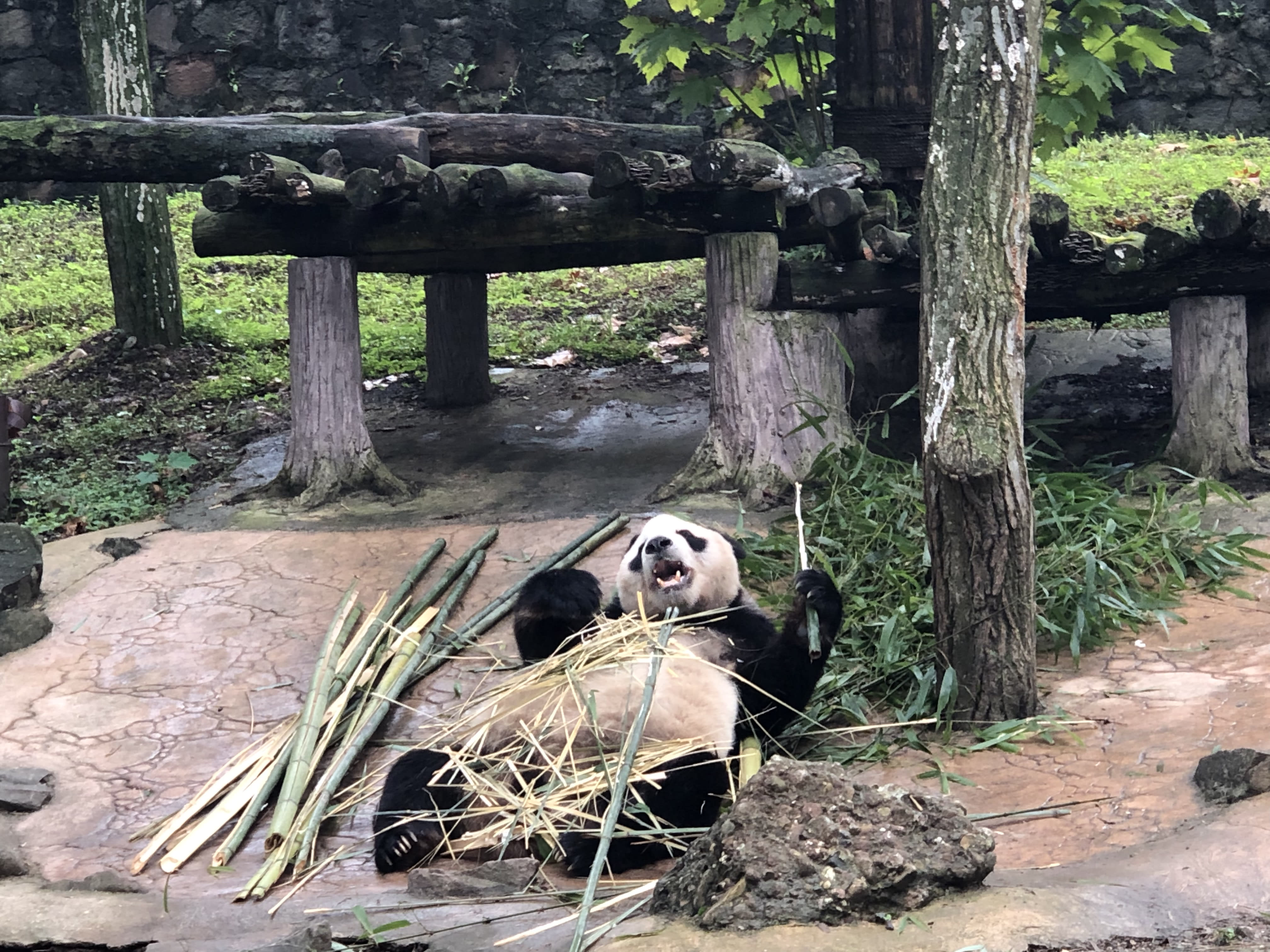 A panda lying on the ground and eating bamboo and sugarcane