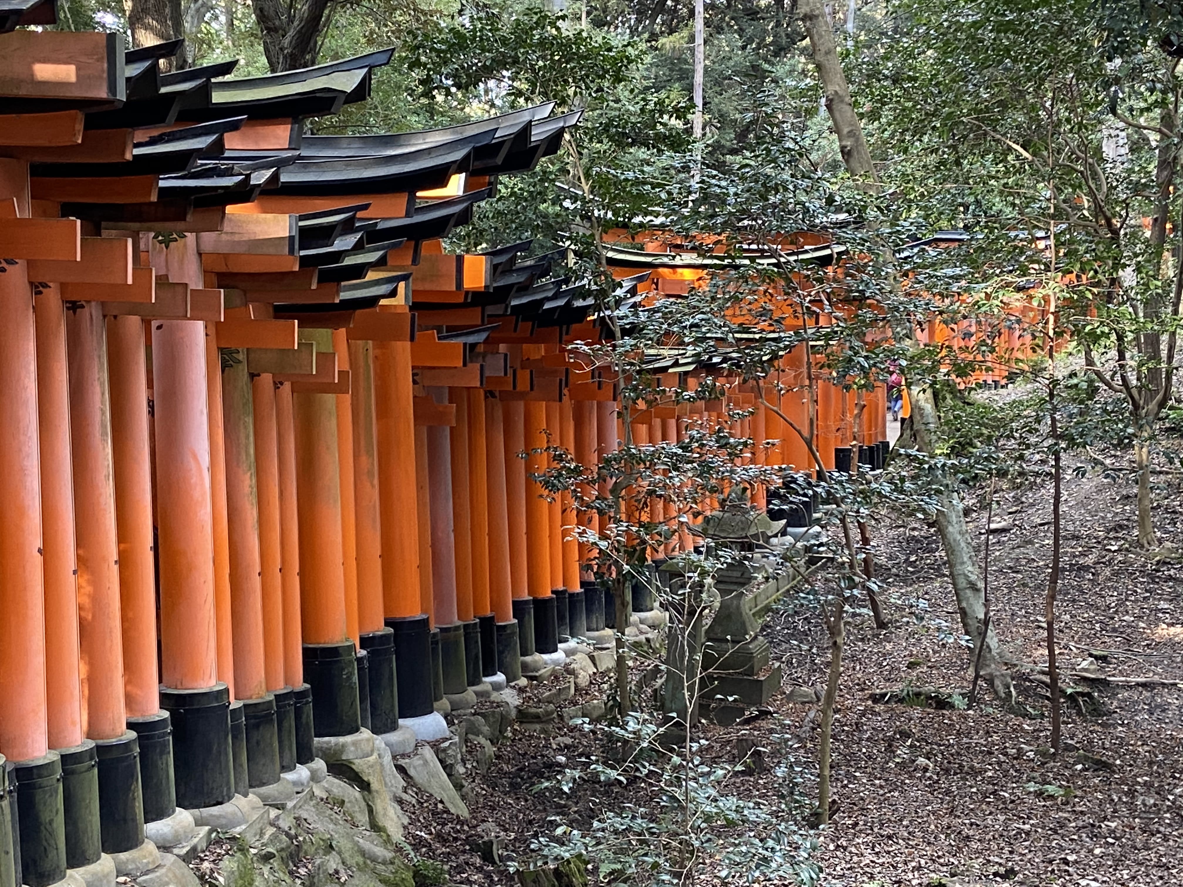 View of Fushimi Inari Taisha, a shrine in Kyoto, lined with small trees