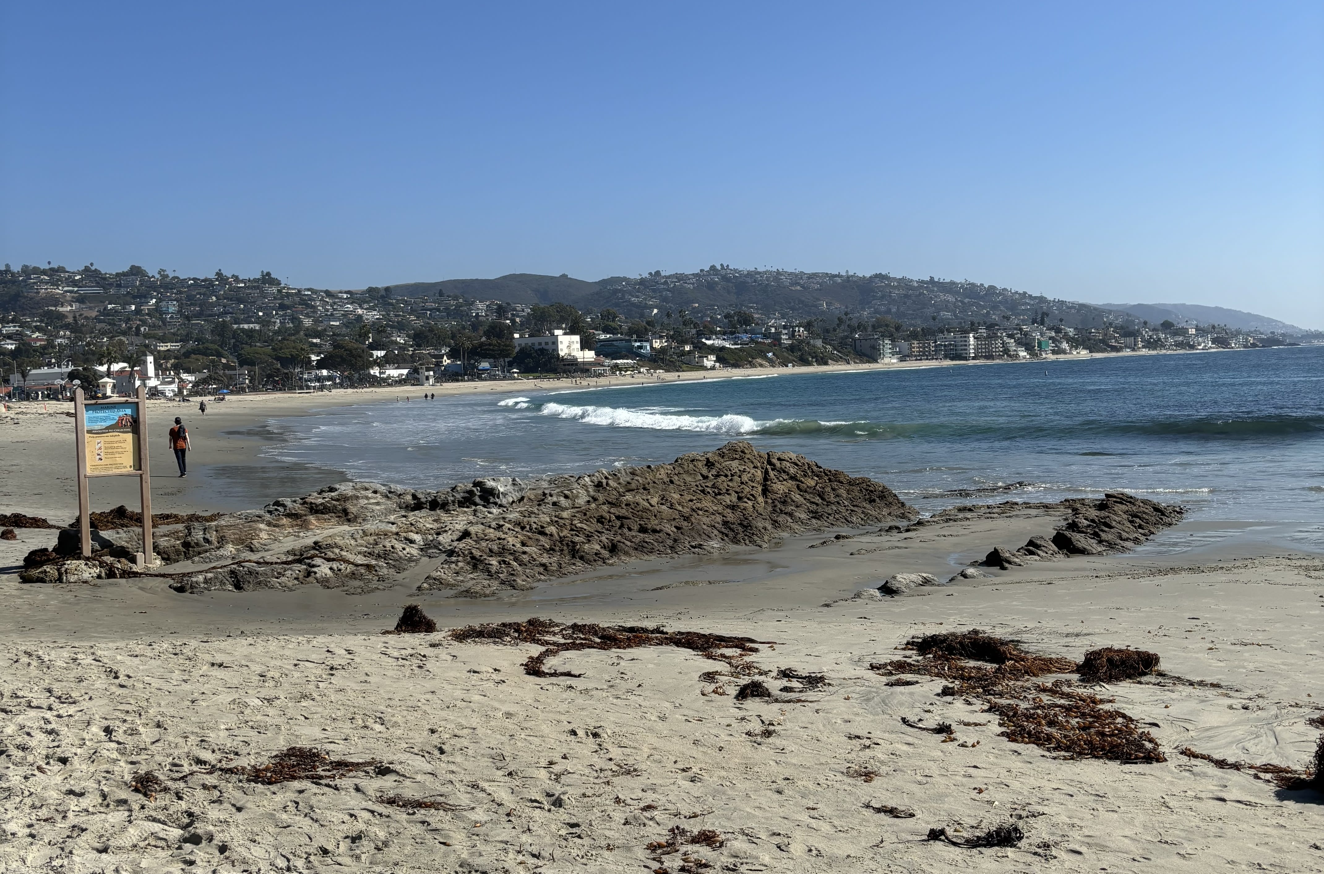 Sea urchin found at Laguna Beach.