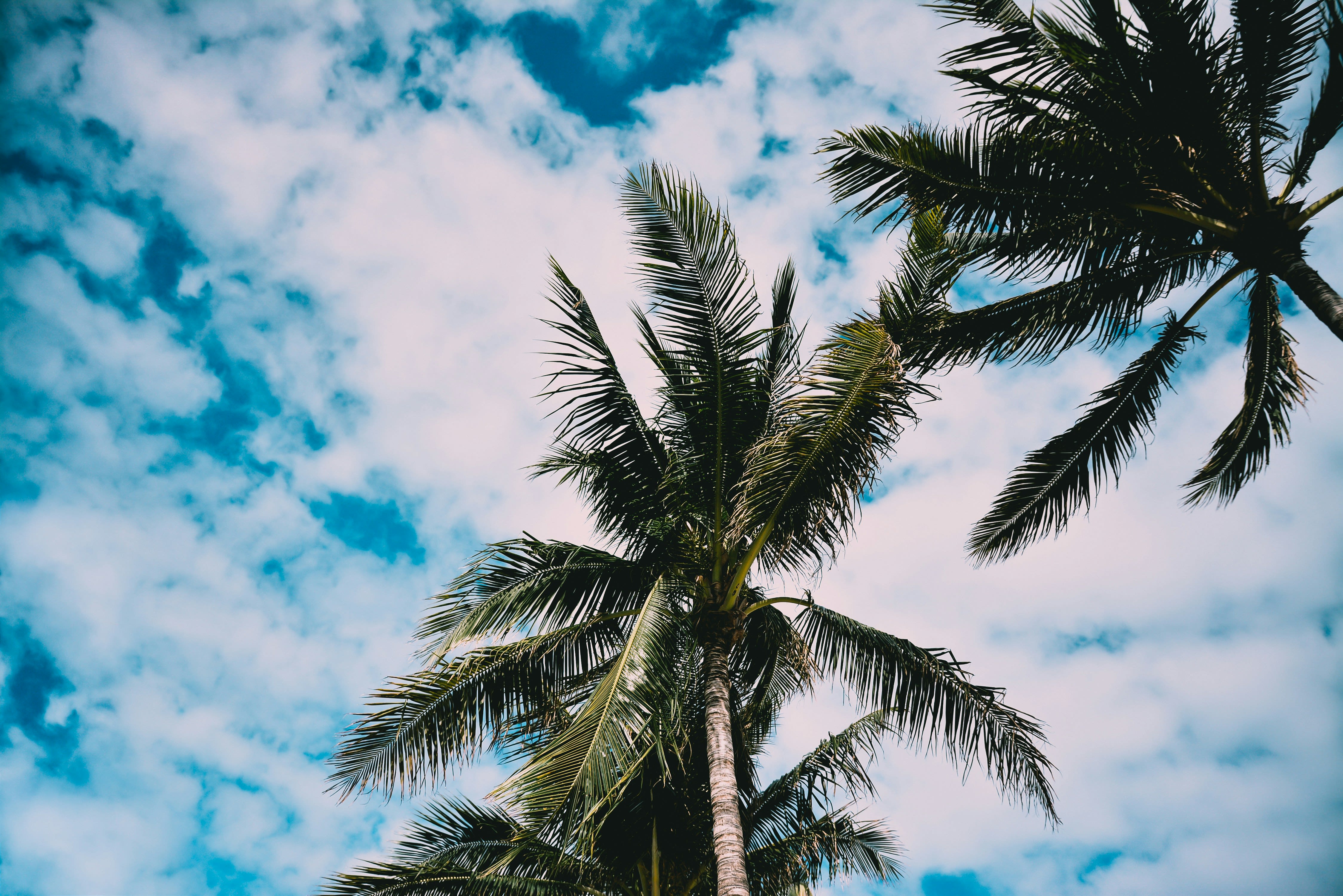 looking up at palm trees and a blue and white cloud sky