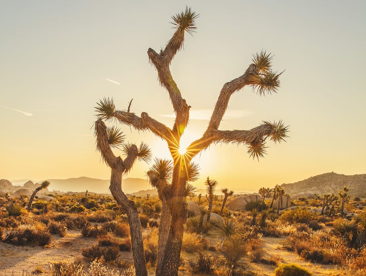 sun setting behind a joshua tree in joshua tree national park