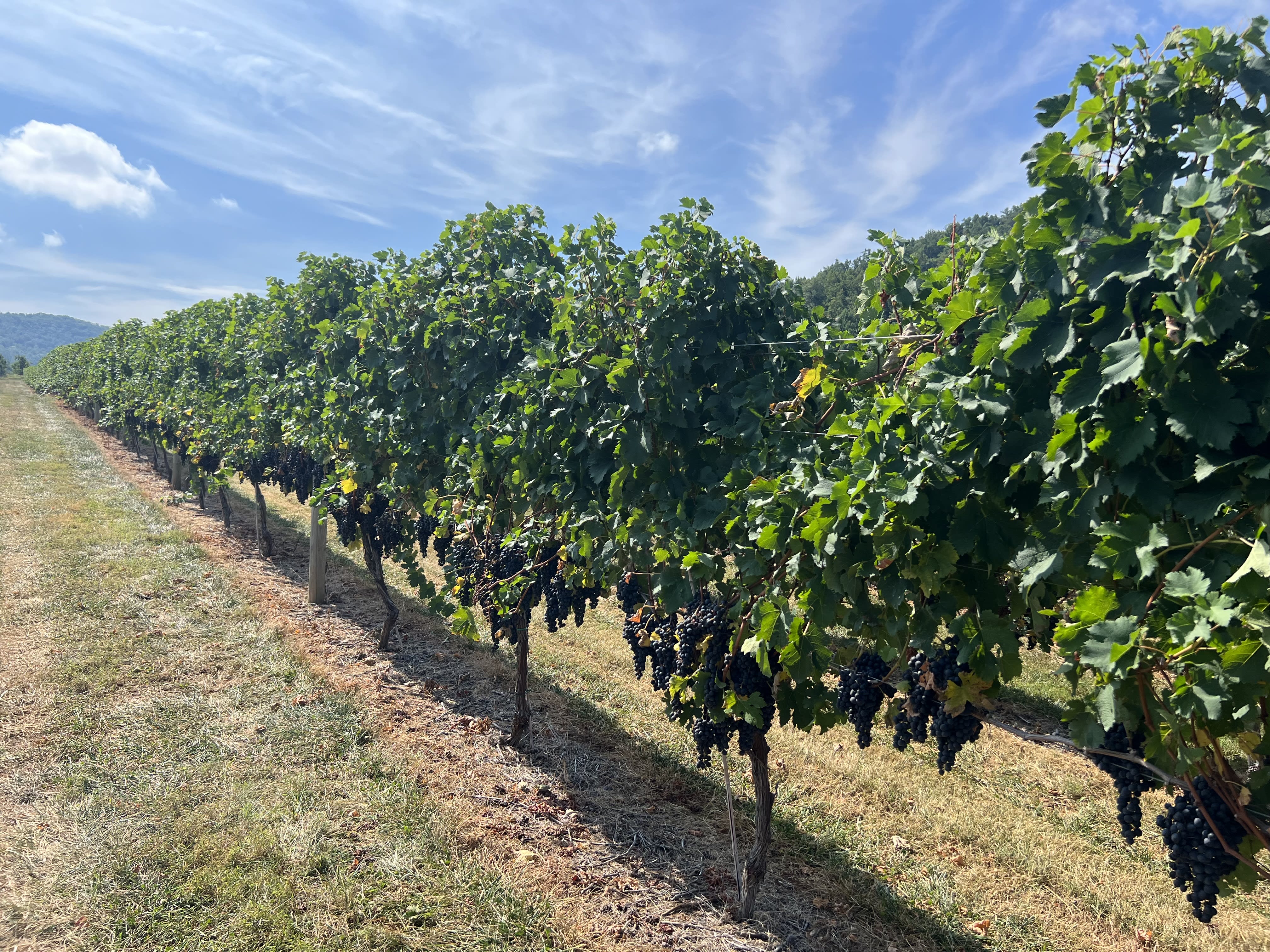 Local Vineyard
