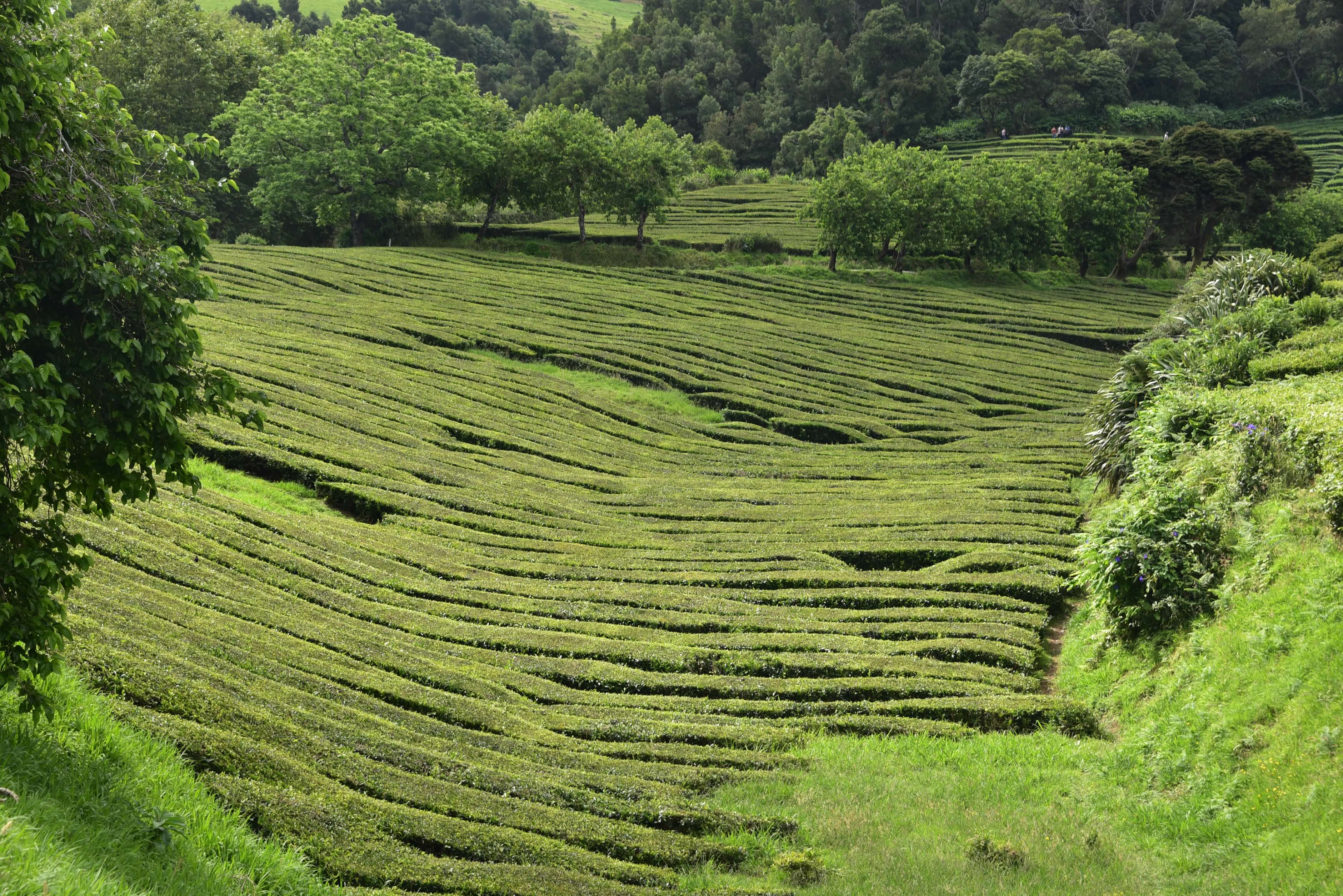 Gorreana Tea Fields