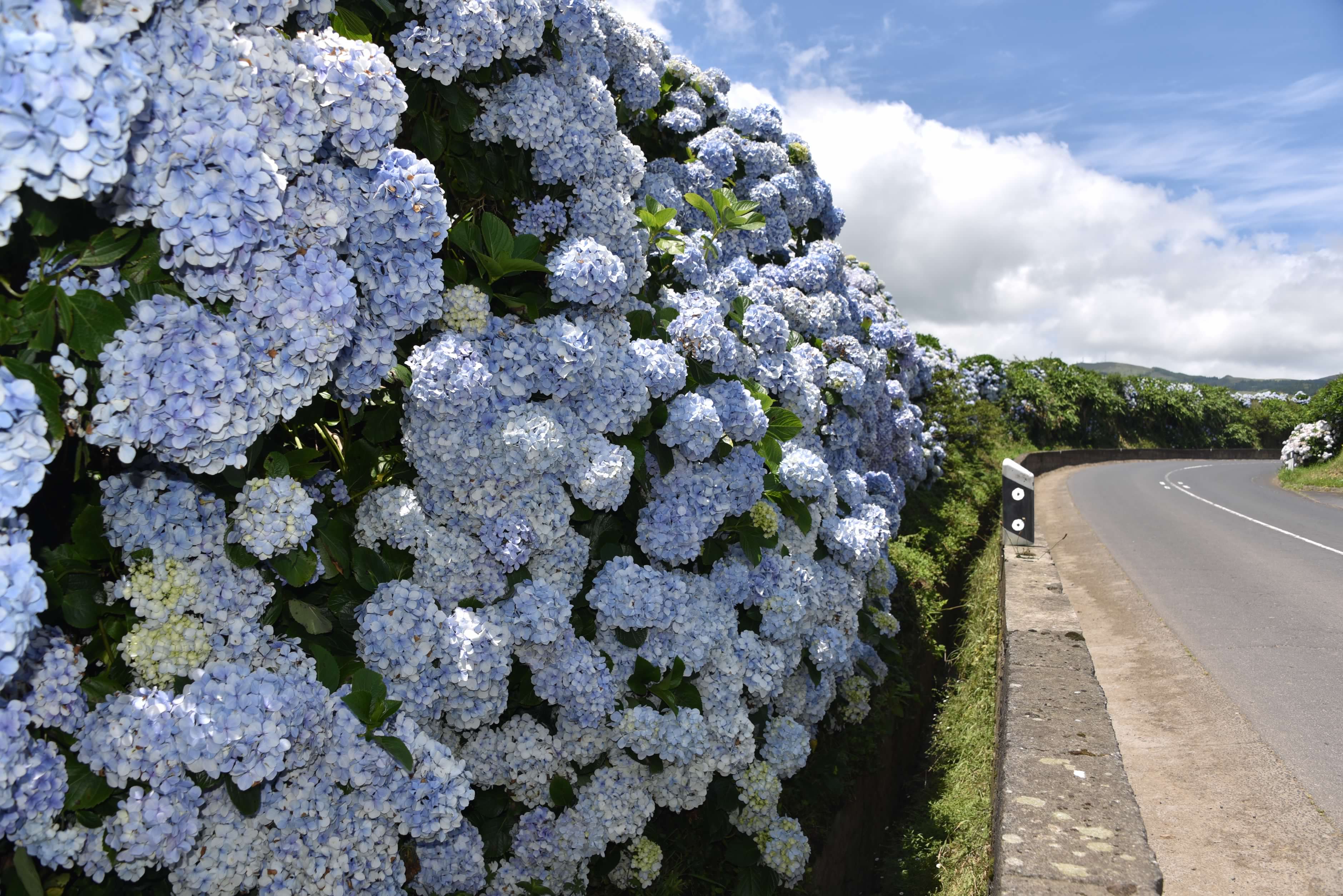 Hydrangea Hedges on Sao Miquel
