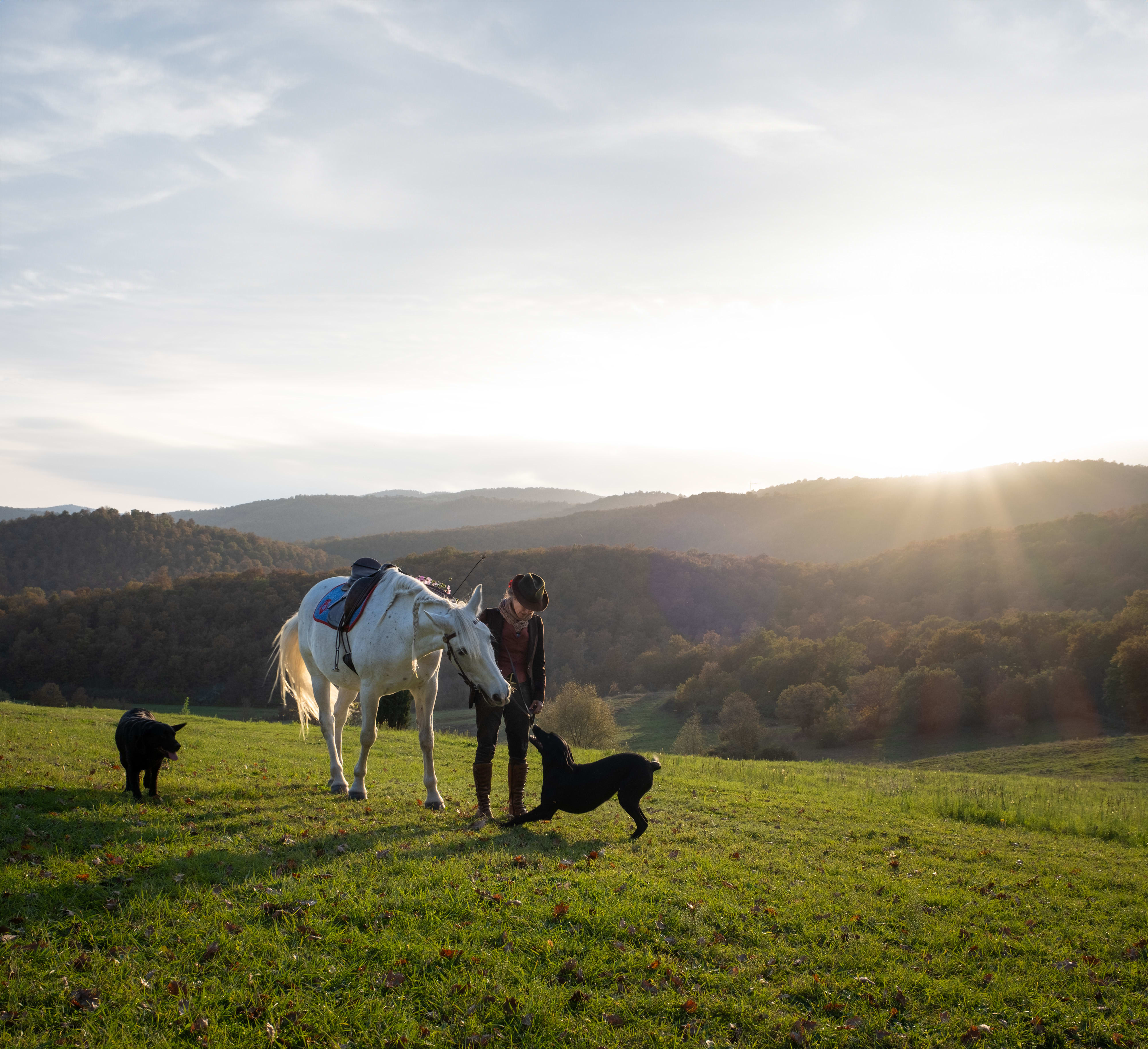 woman walking a horse and dogs with hills and sun setting