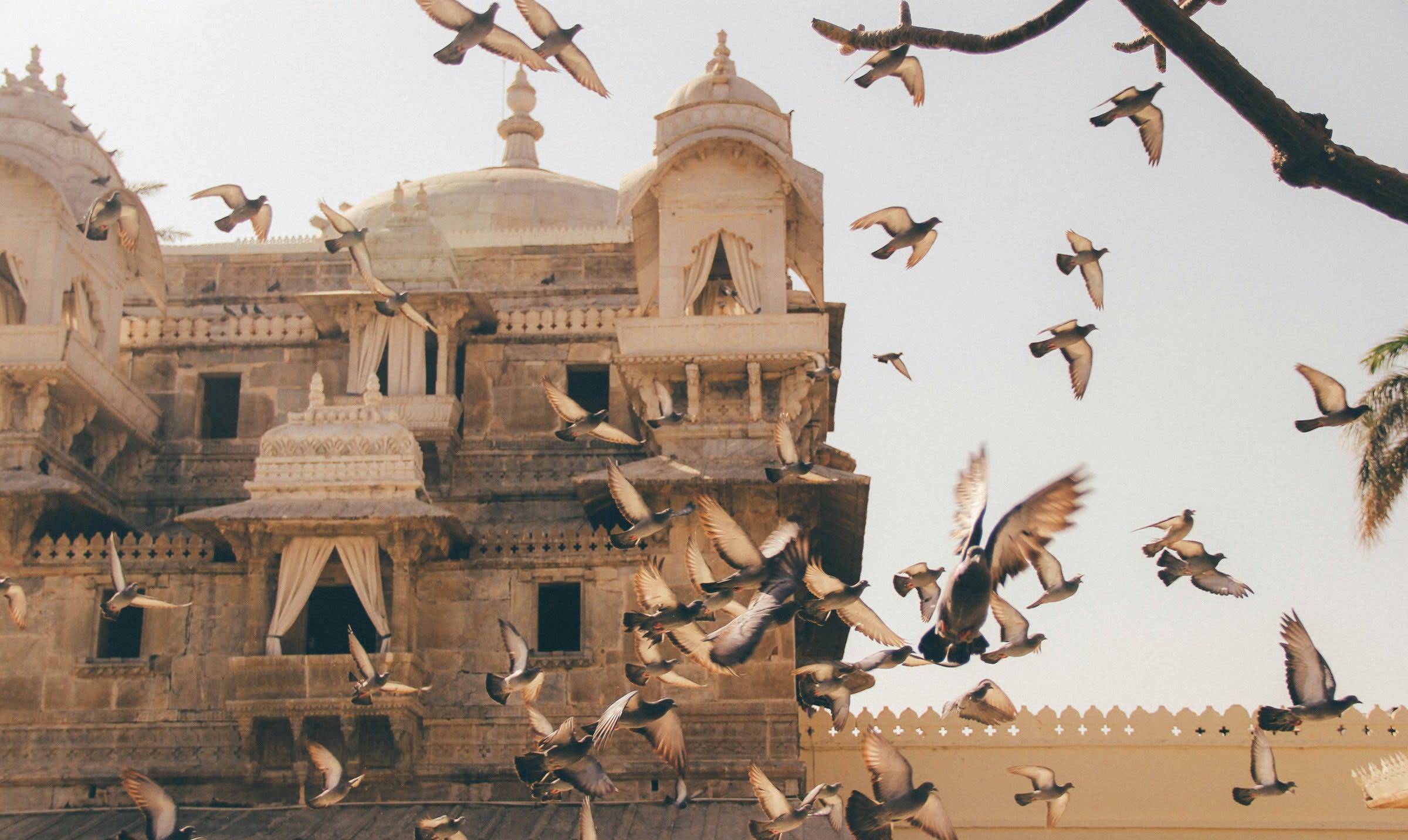 flock of birds during daytime in front of an old ornate building