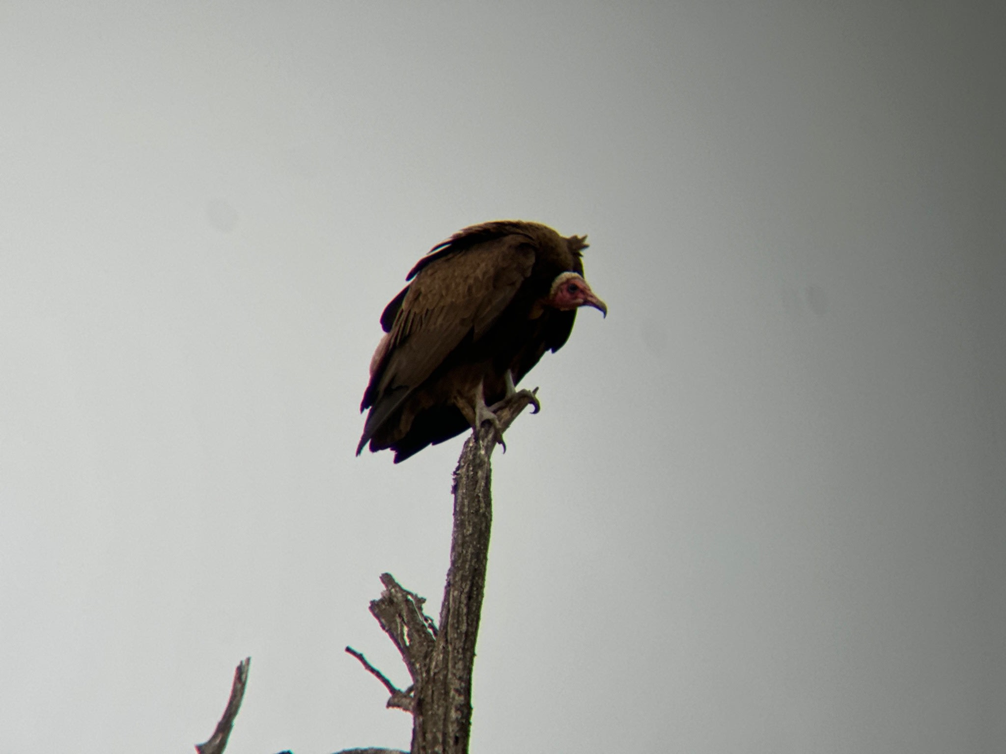 a vulture perched at the top of a branch