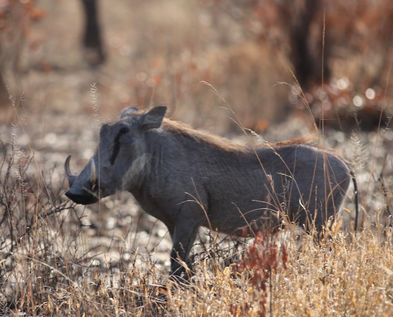 a warthog stands in the dry grass of Africa