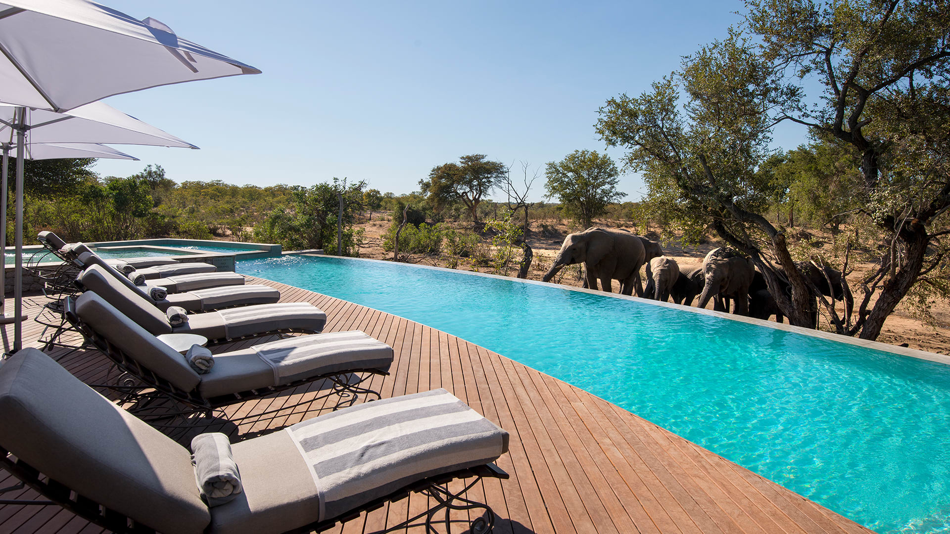 Lounge chairs next to an infinity pool with elephants grazing among trees during day