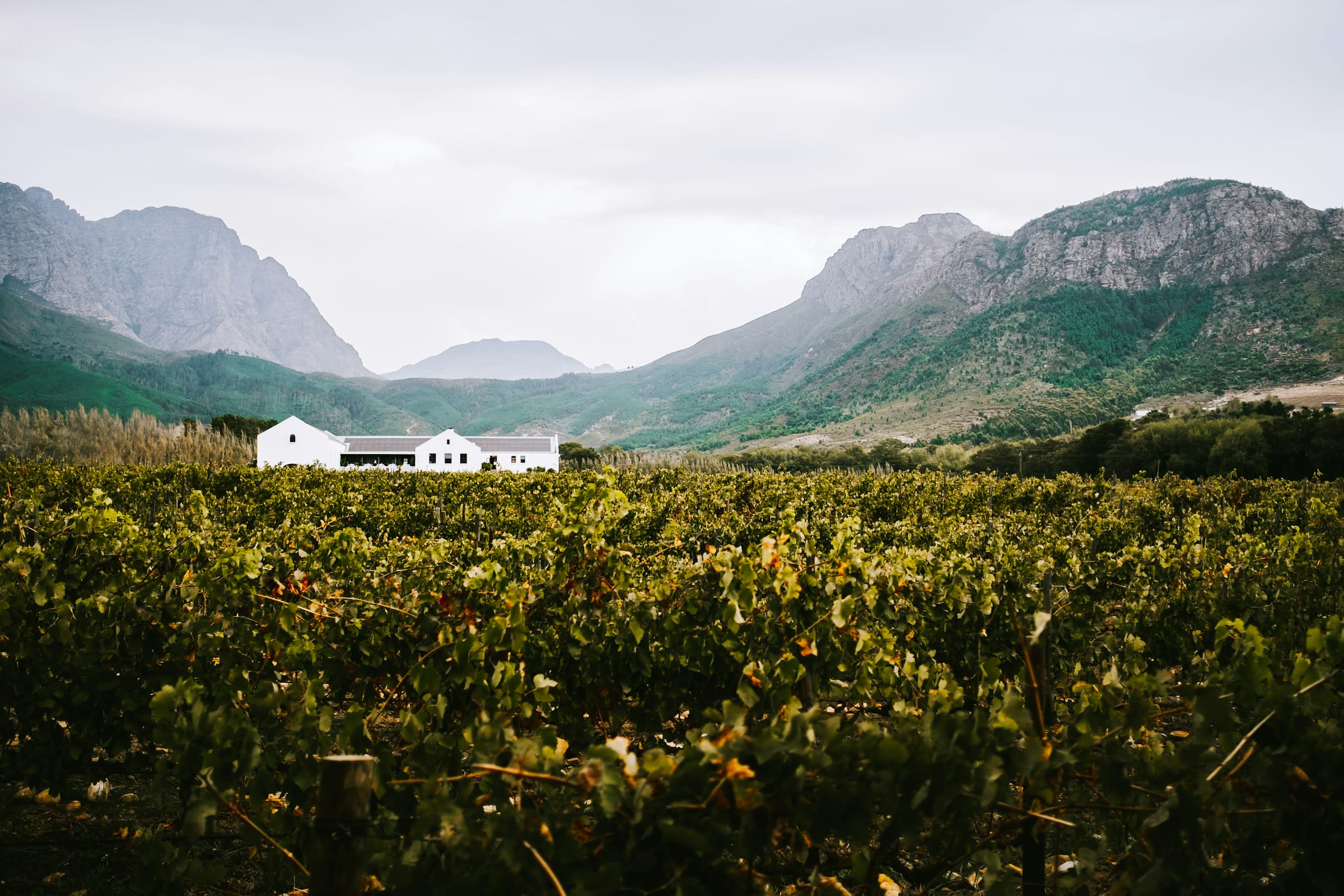 A white house at the edge of green vineyards with mountains in the background