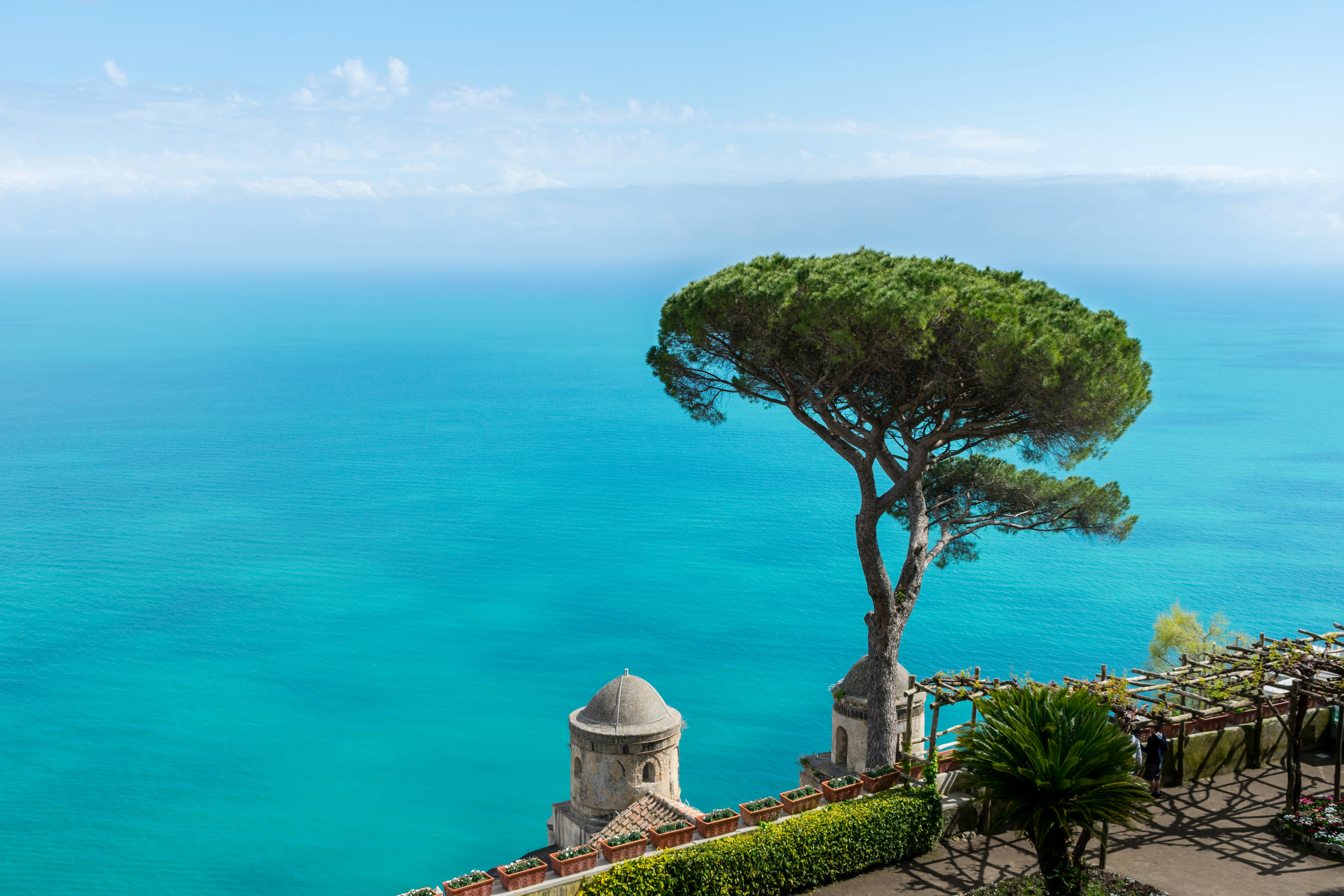 a tree on the edge of a cliff with the sea beyond