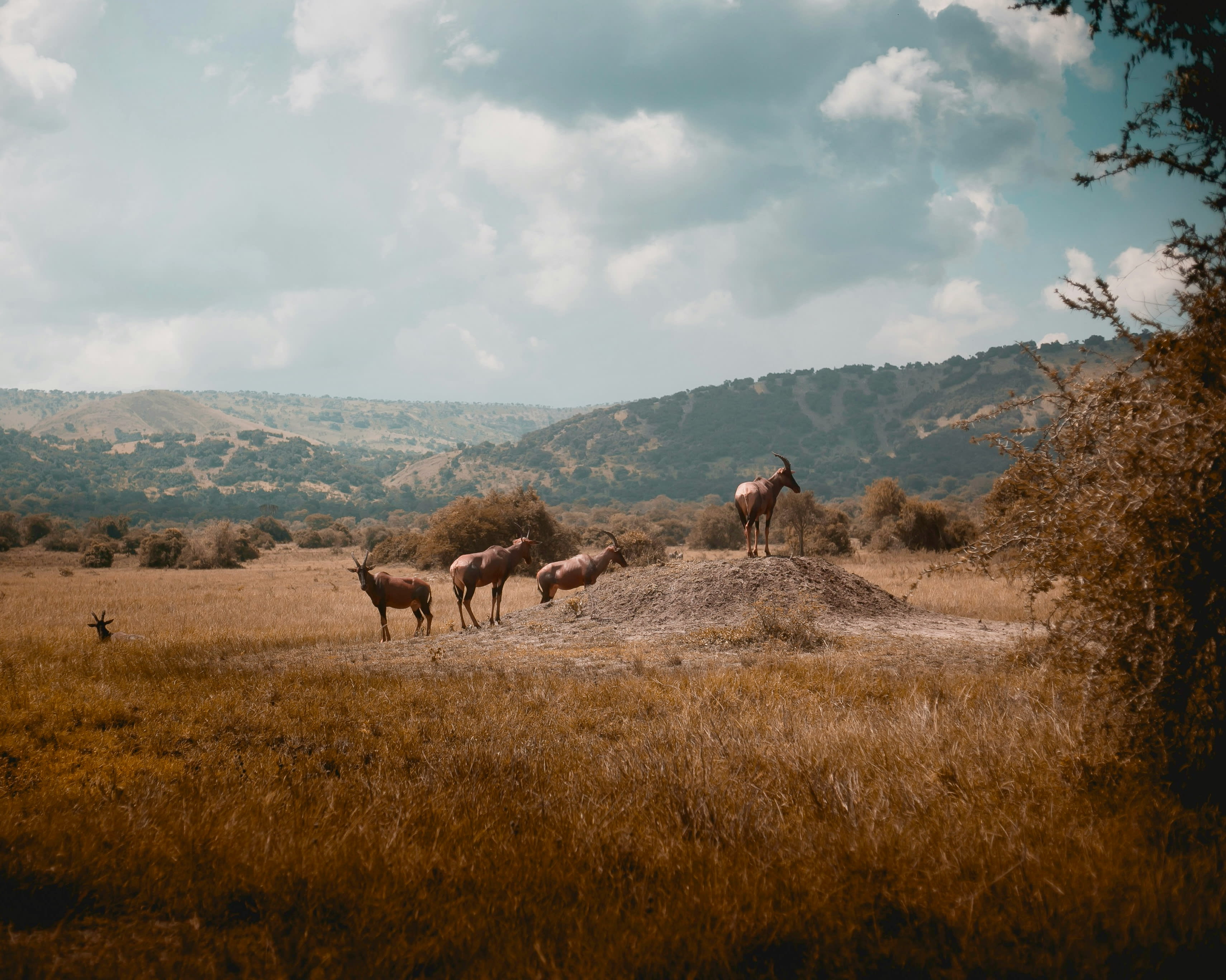 animals grazing brown grass with green mountains in the background during day