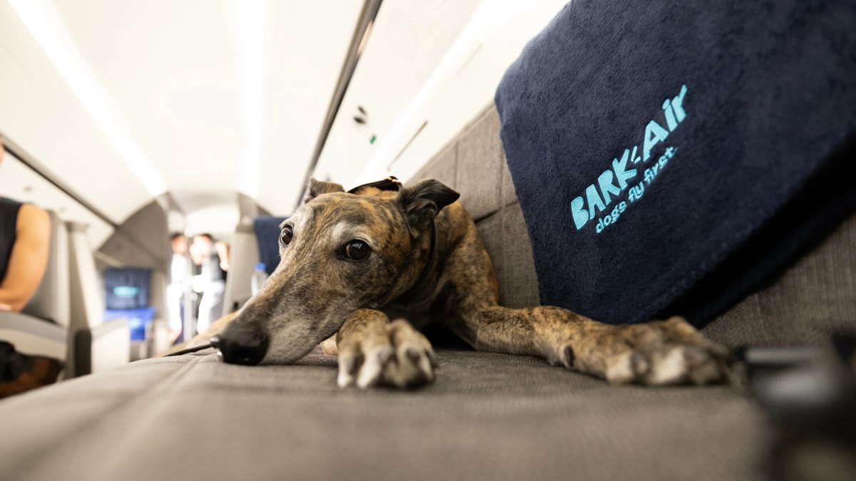 a dog is lying down on an airplane