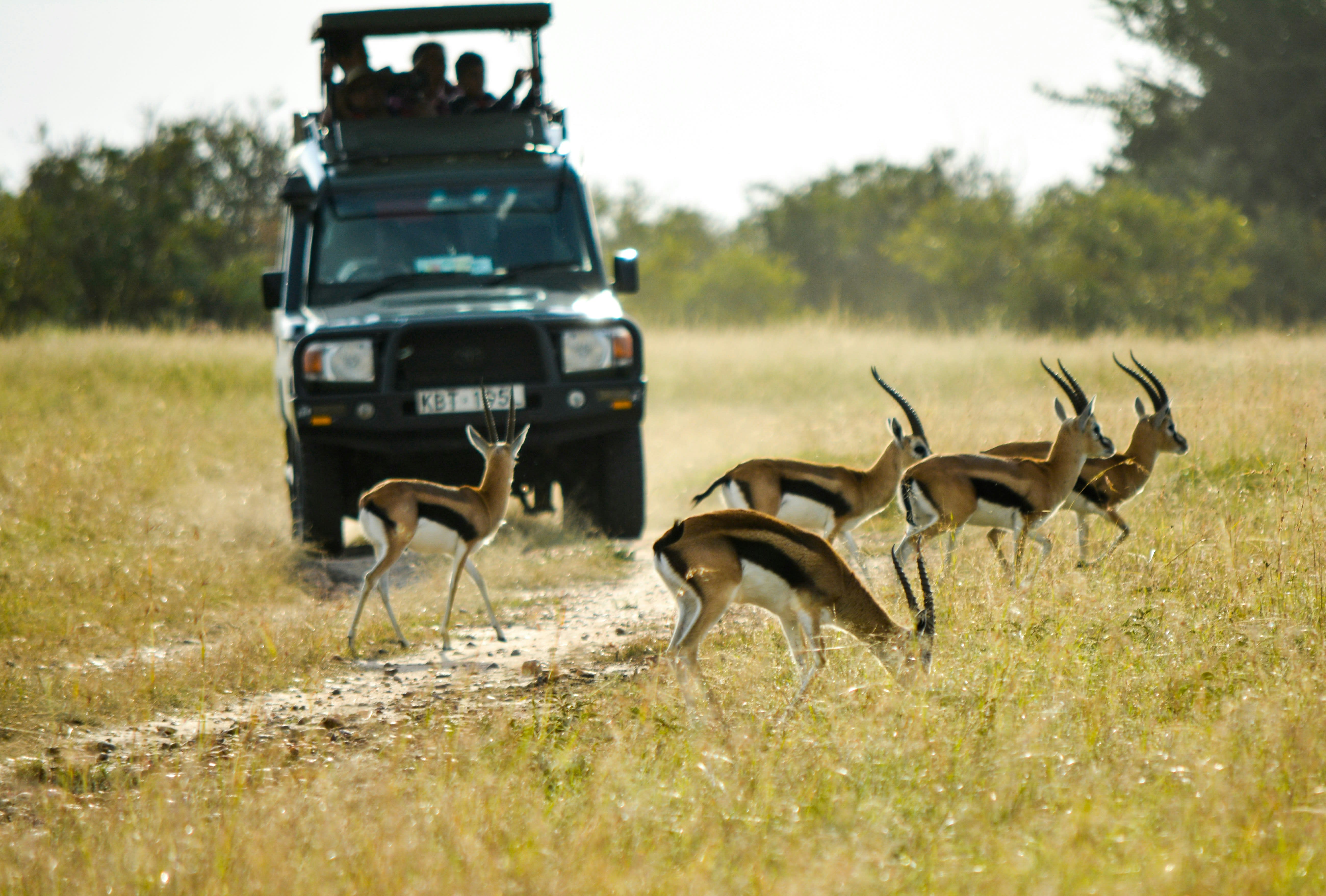 safari truck with people looking at animals