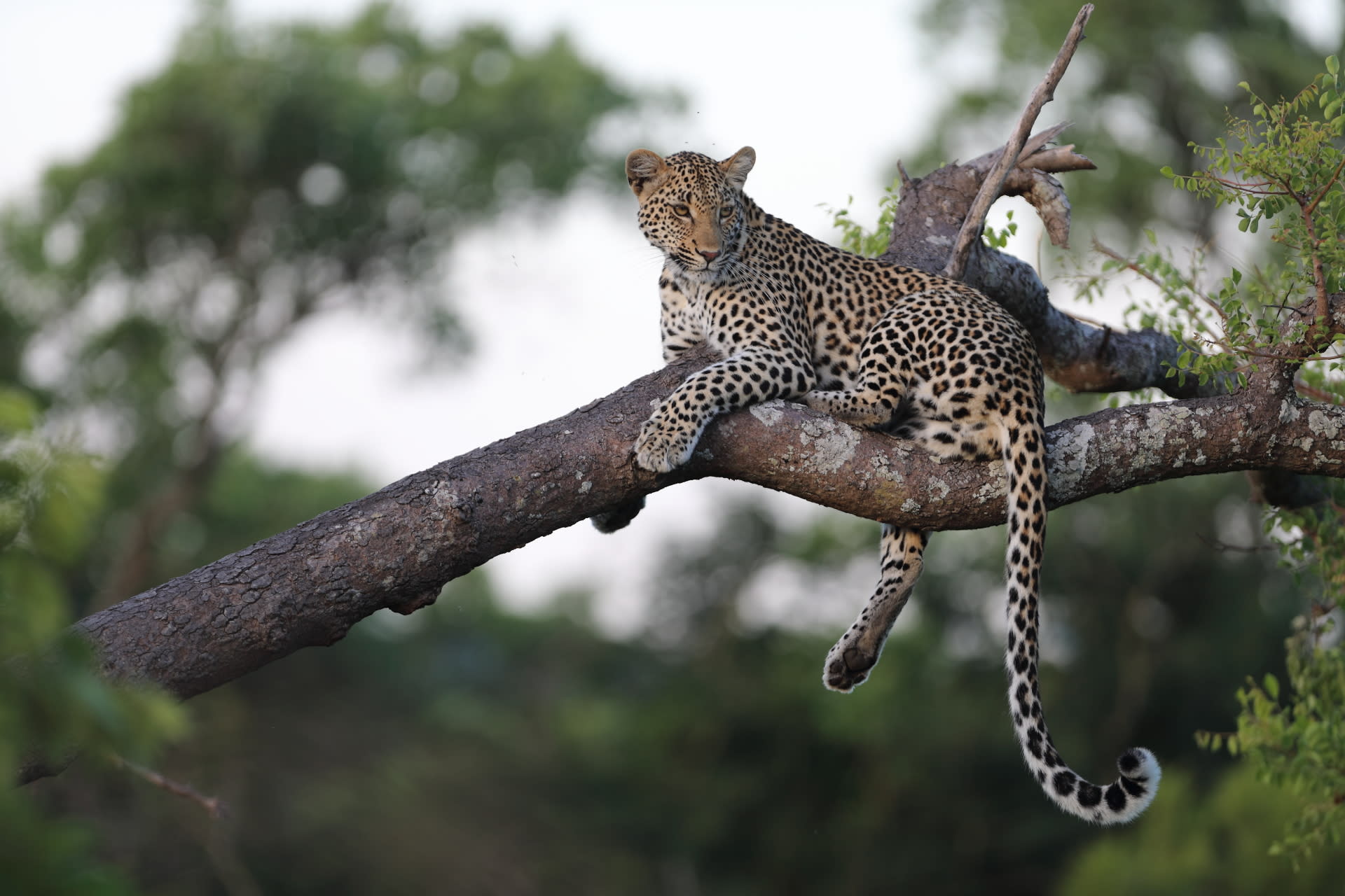 leopard sitting in a tree