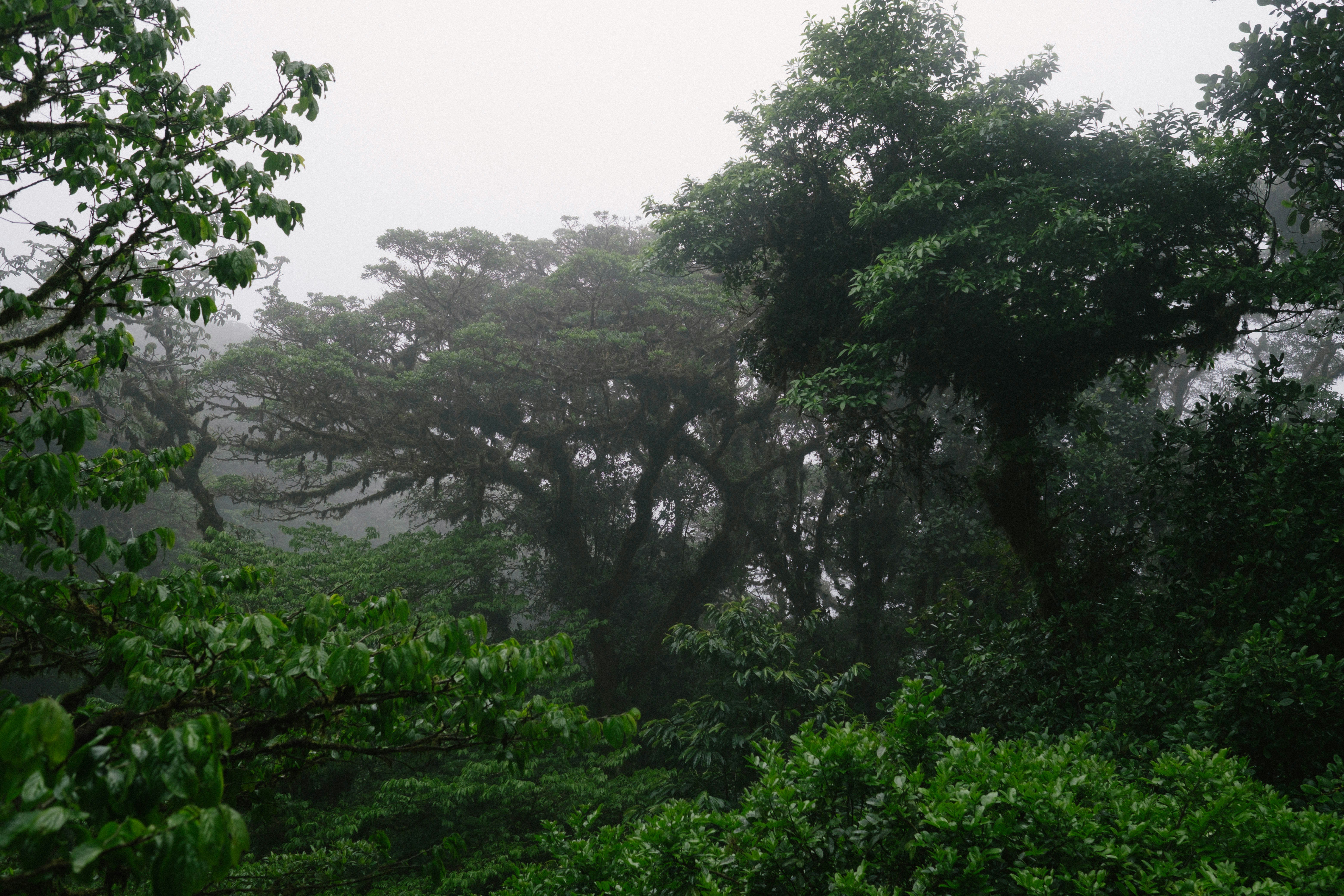 Chimp trekking in Kibale Forest