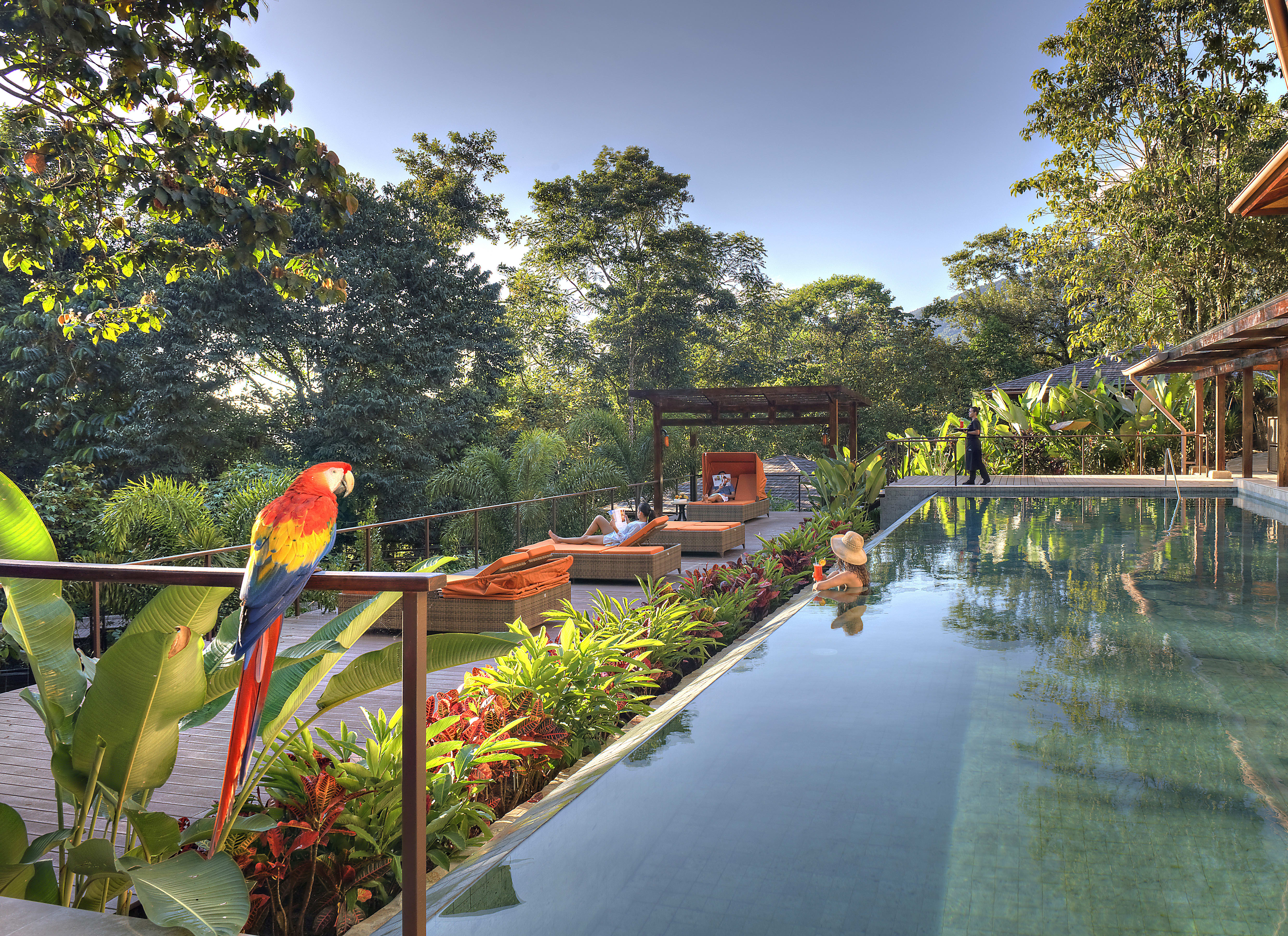 Jungle infinity pool with a scarlet macaw perched on a railing, surrounded by lush tropical plants, sun loungers, and guests relaxing in the warm sunlight.