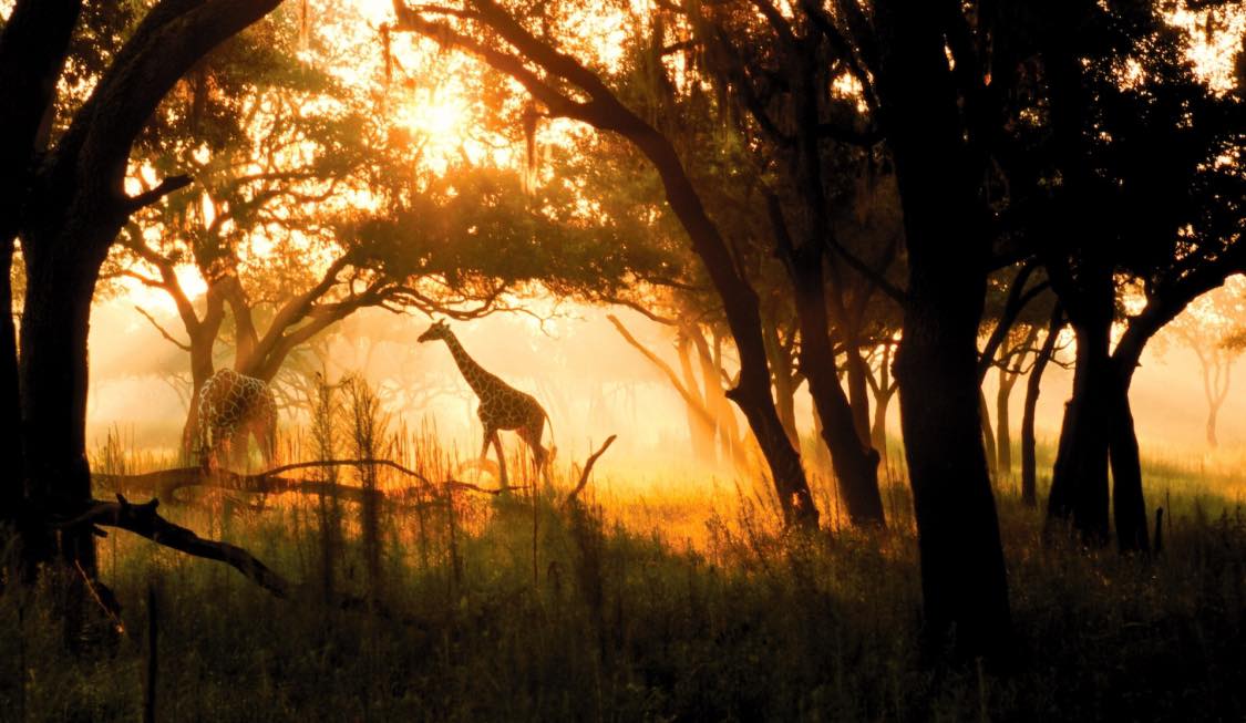 silhouette of giraffes and trees with the sun shining through