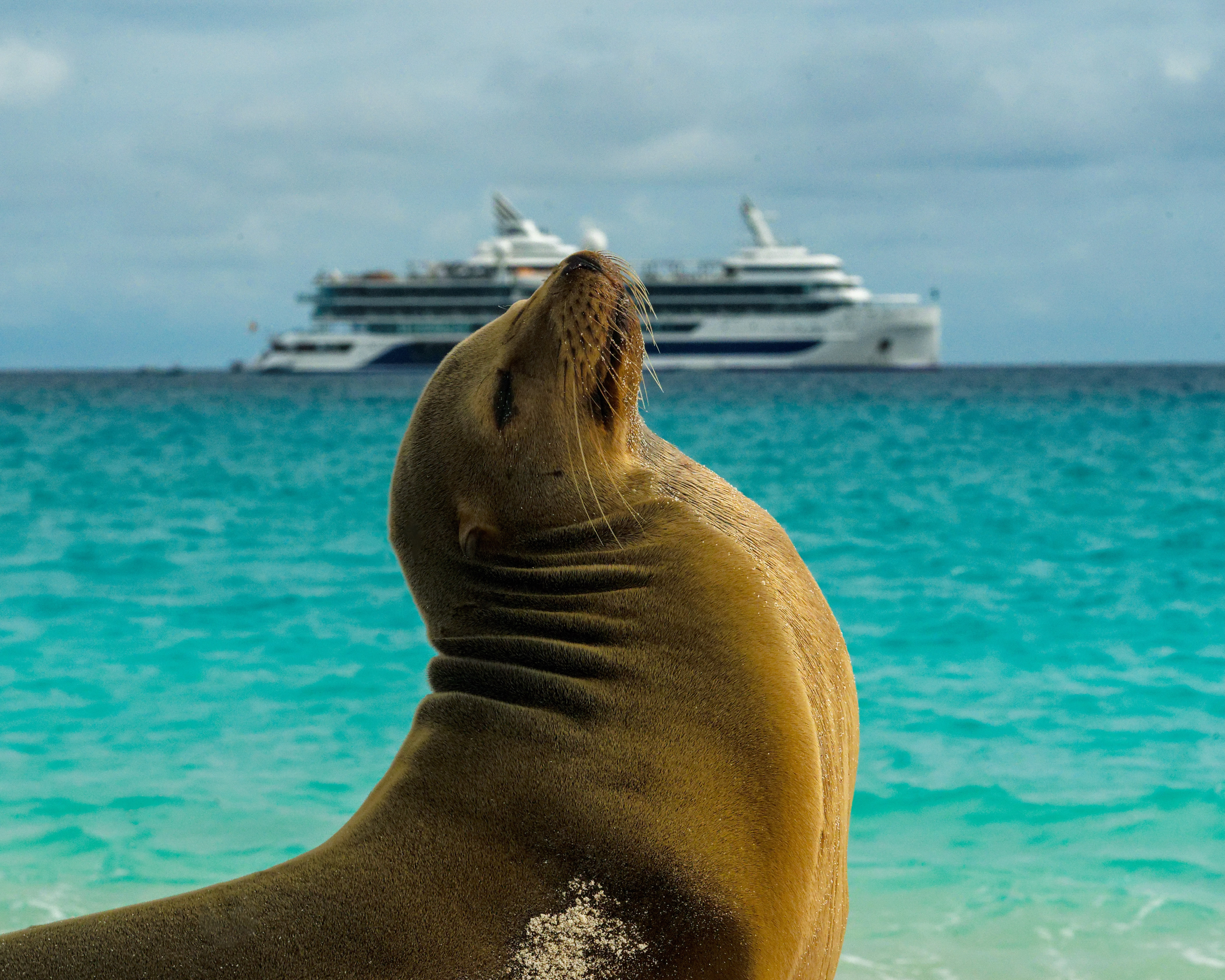 sea lion with turquoise ocean behind and a small yacht cruise ship on the horizon