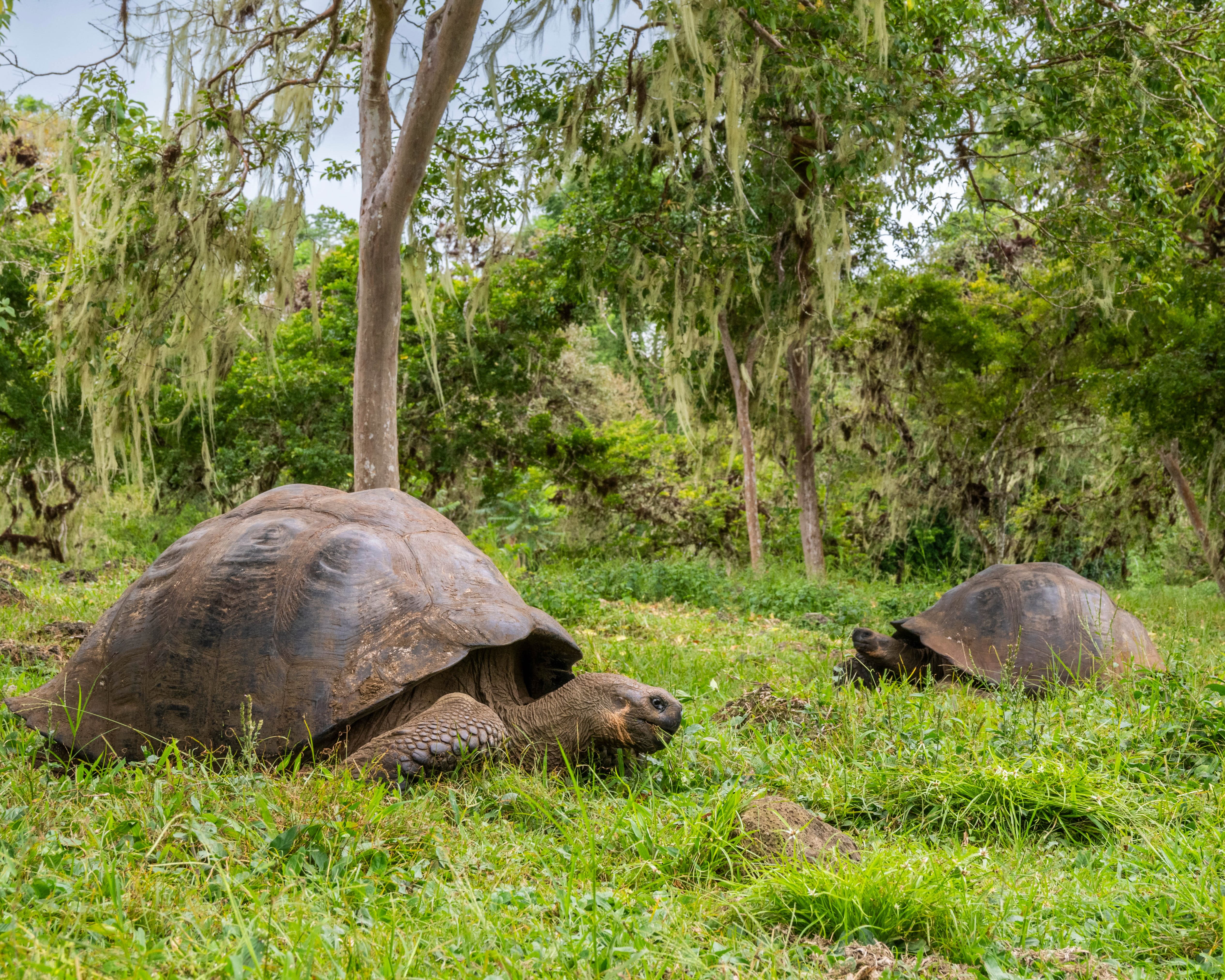 giant sea turtles roaming green grass with trees behind
