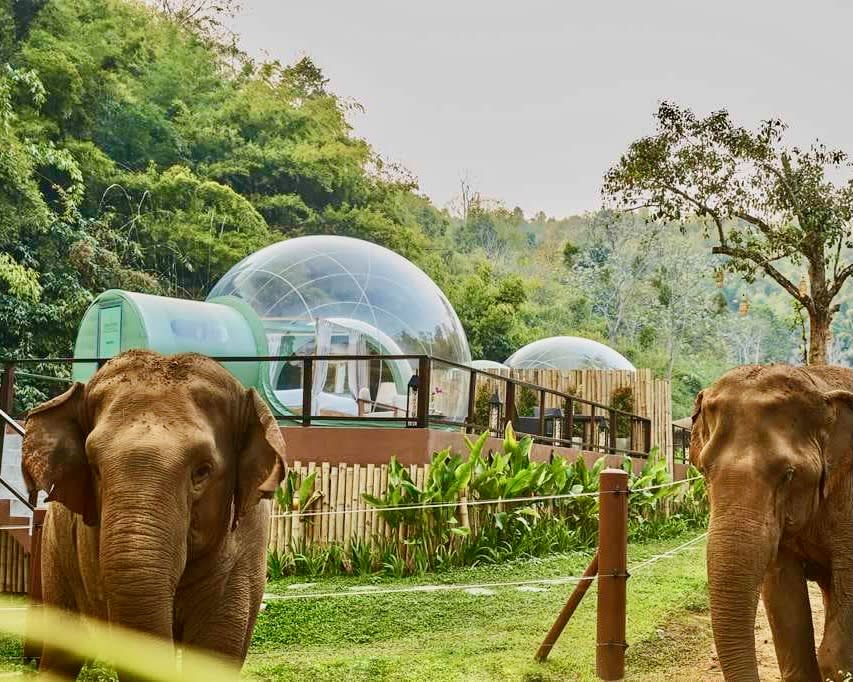 elephants roaming green grass with glass domed rooms behind