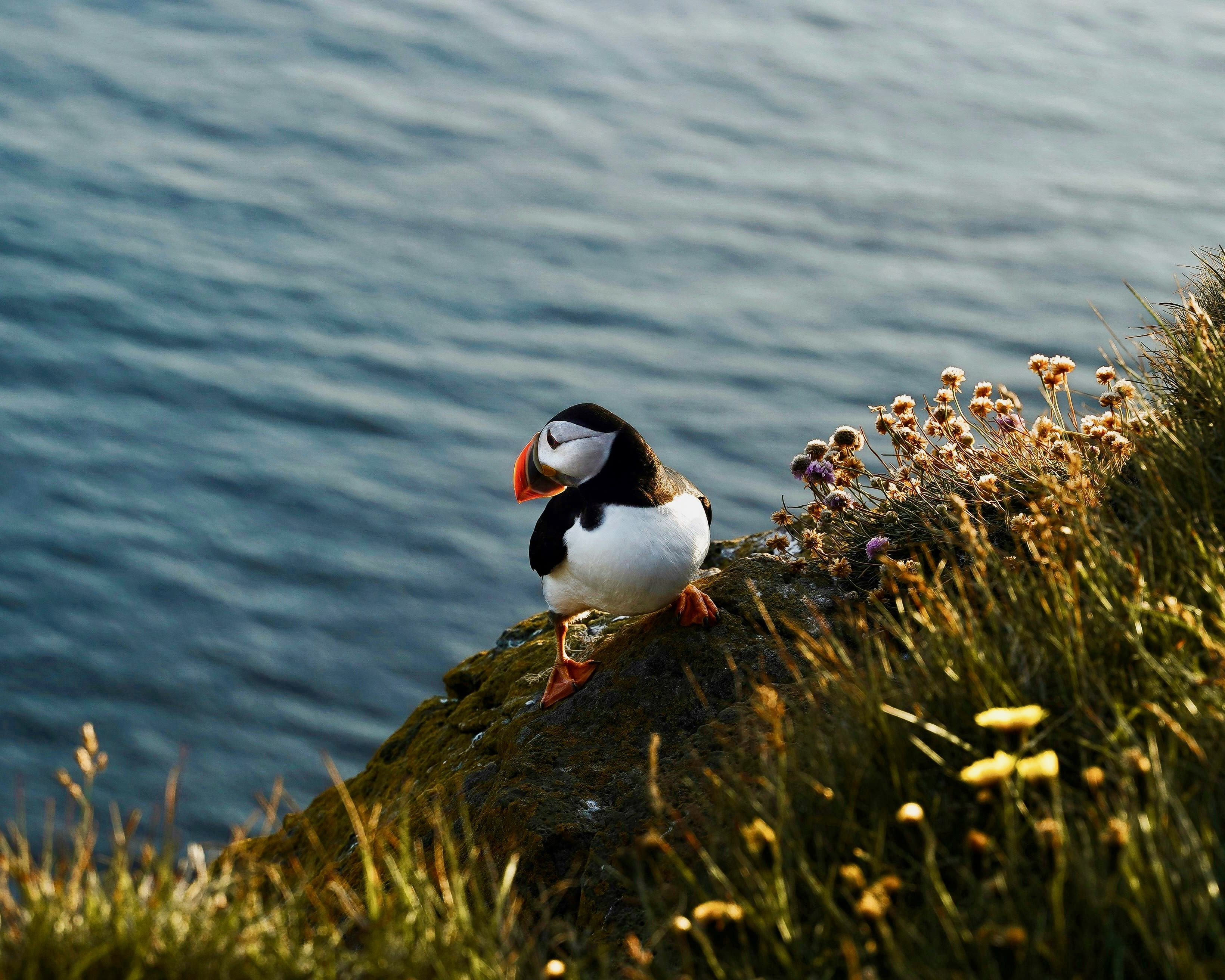a white and black bird on a cliff edge with vegetation and ocean behind