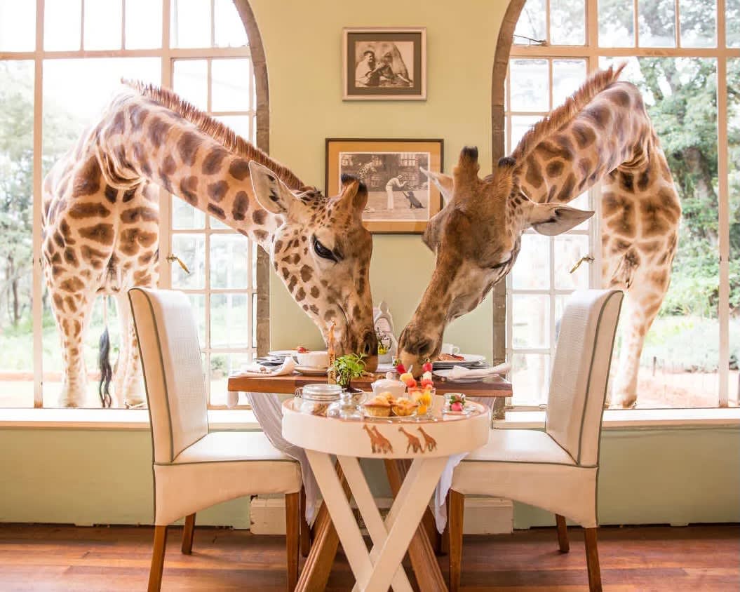 two giraffes heads reaching in through open windows to eat food off of a dining table
