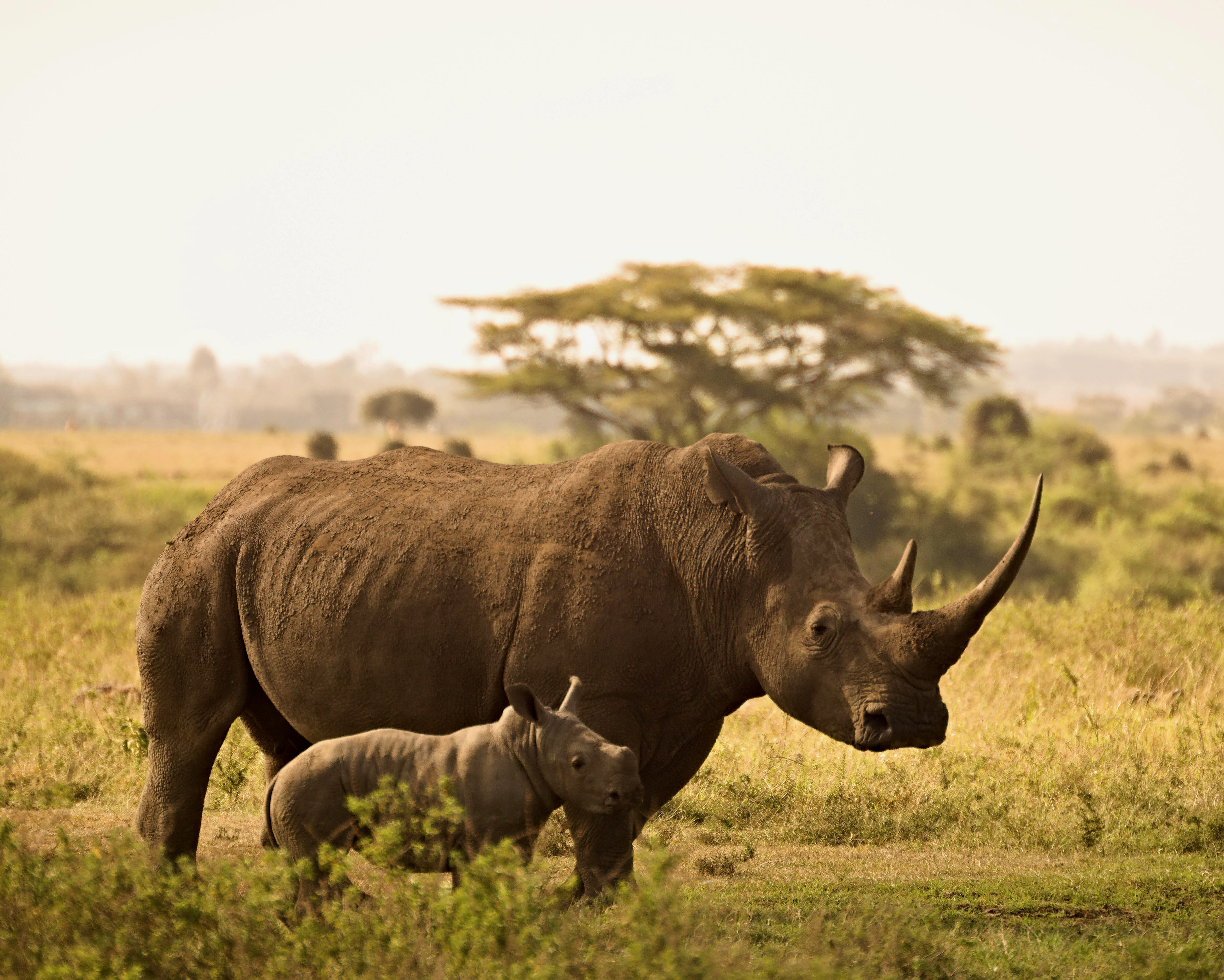 a rhino with a baby roaming a green grass savannah plain during day