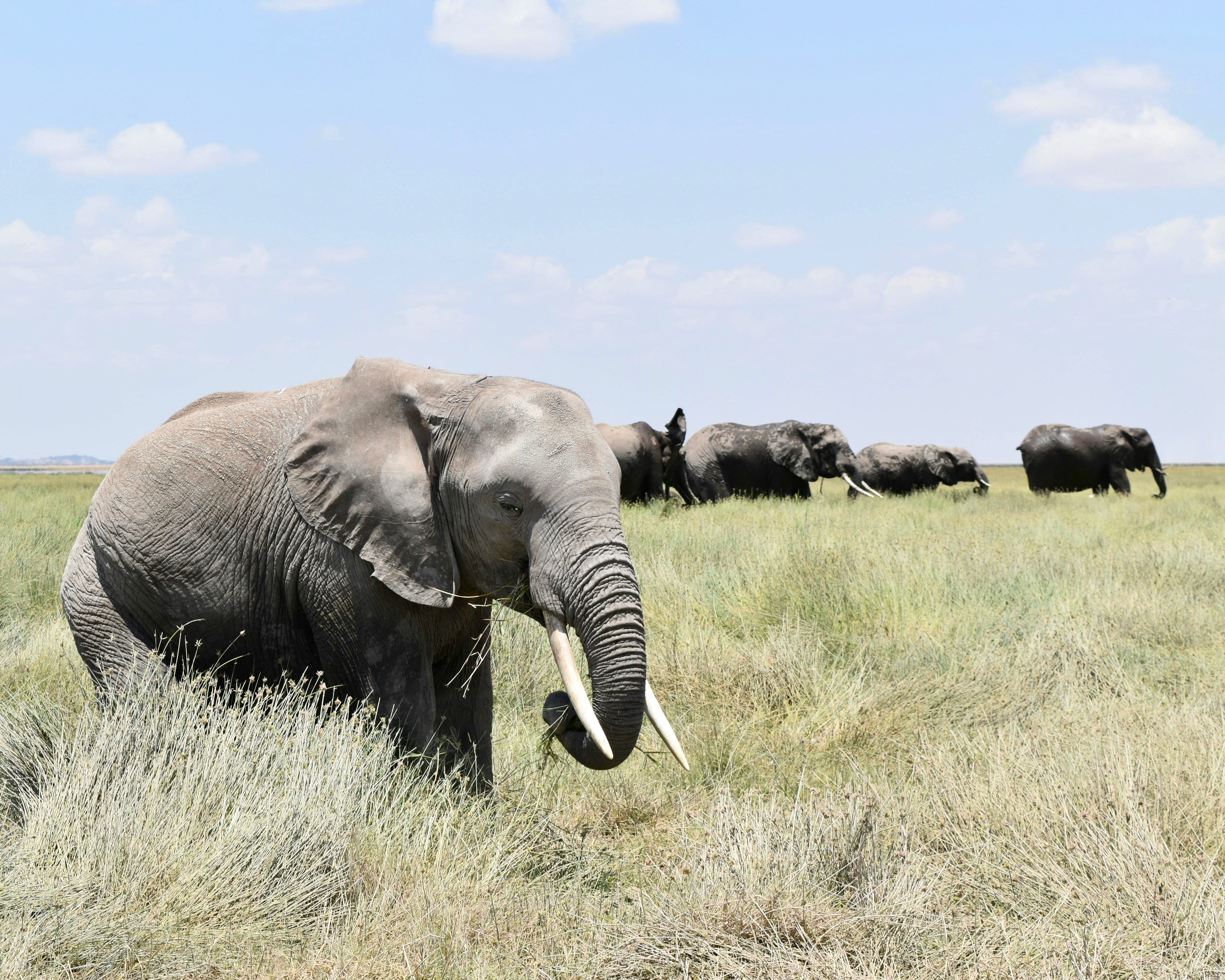 an elephant roaming green grass with a herd behind him during day