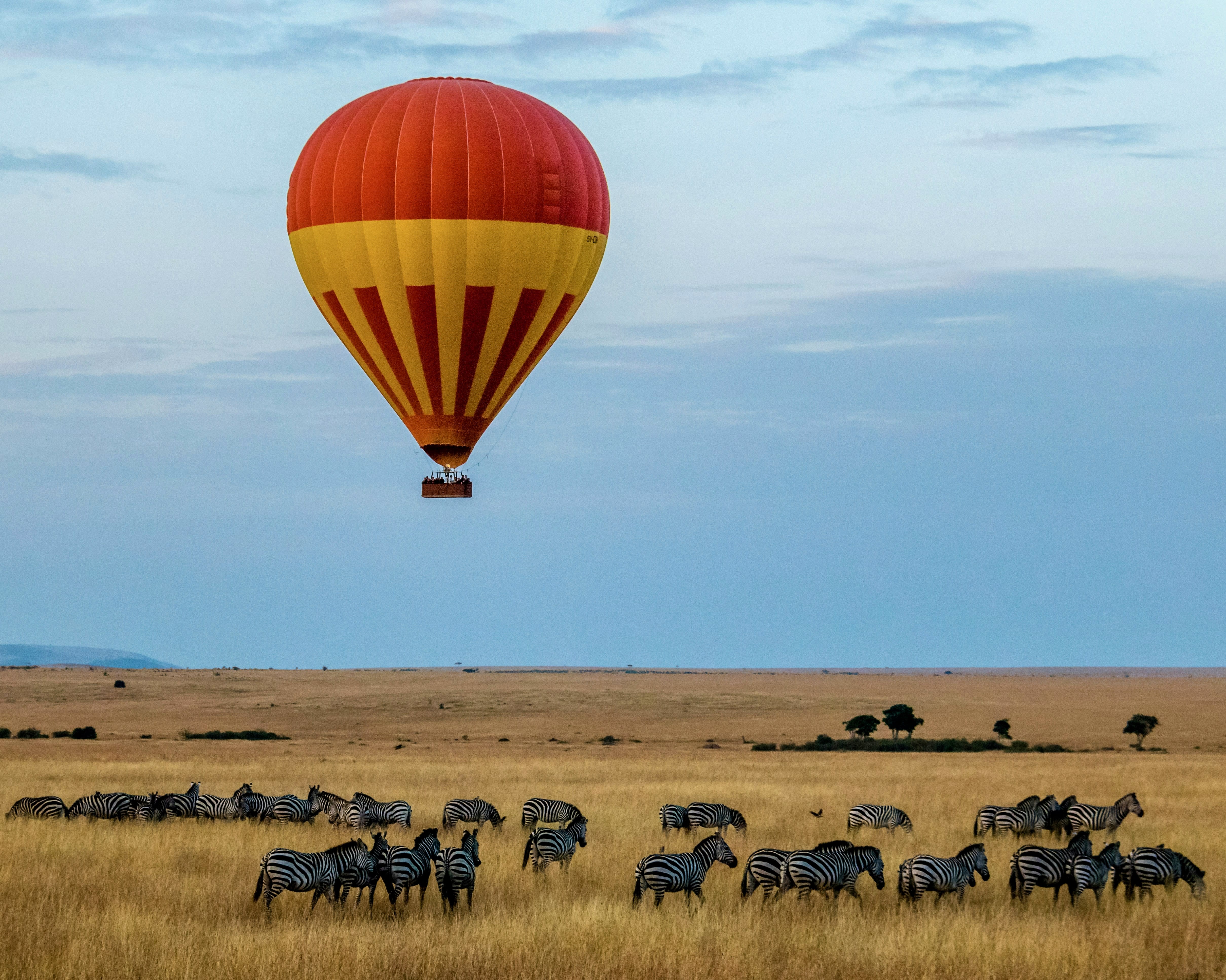 a red and yellow hot air balloon flying above a zebra herd during day