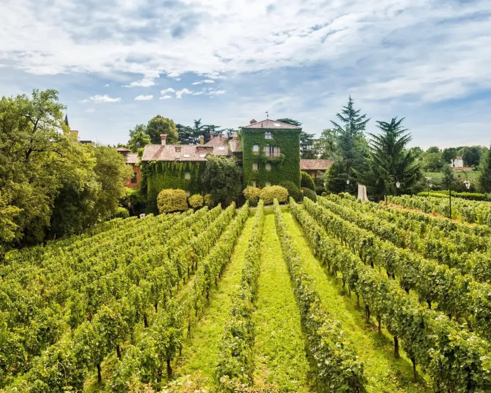 a green vineyard with rows of vines leading to an ivy covered stone house in day