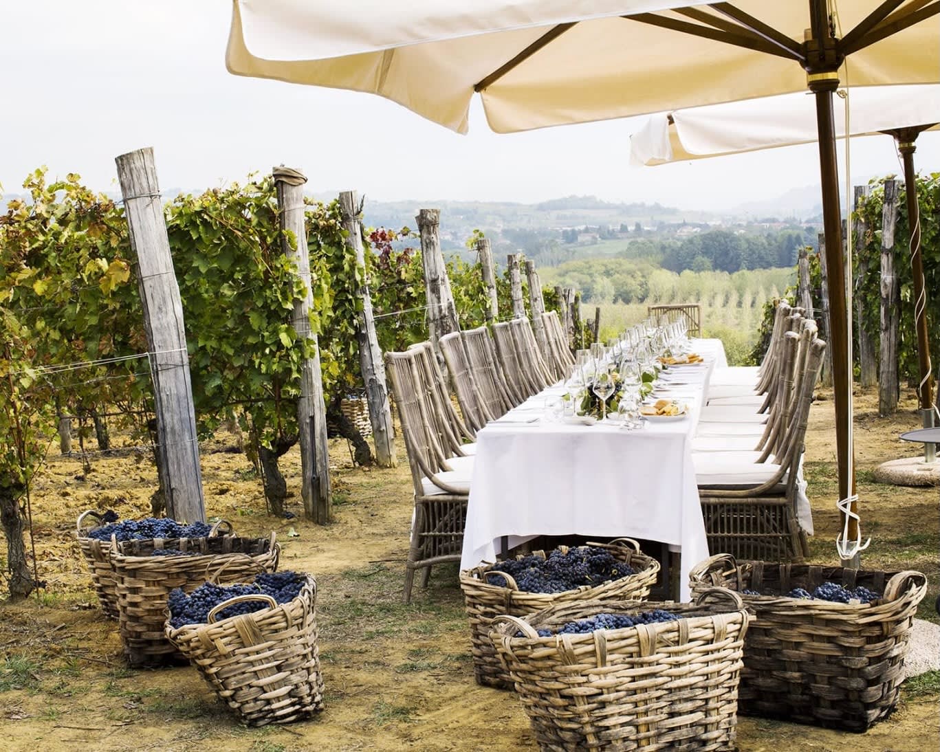 vineyard with long white cloth covered table and wood chairs next to baskets or purple grapes during day