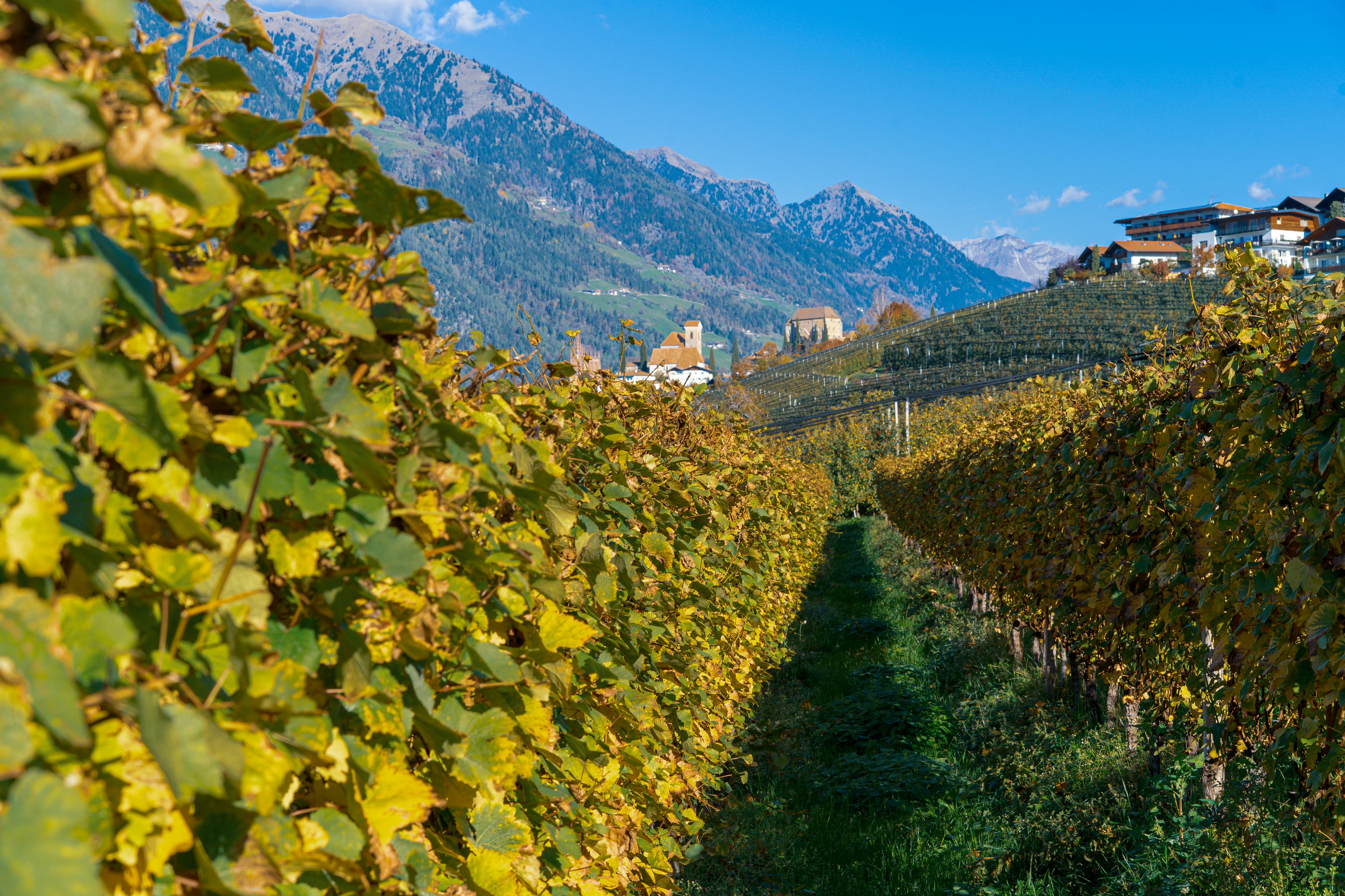 rows of green vineyard vines leading to a hilltop town beneath towering mountains during day
