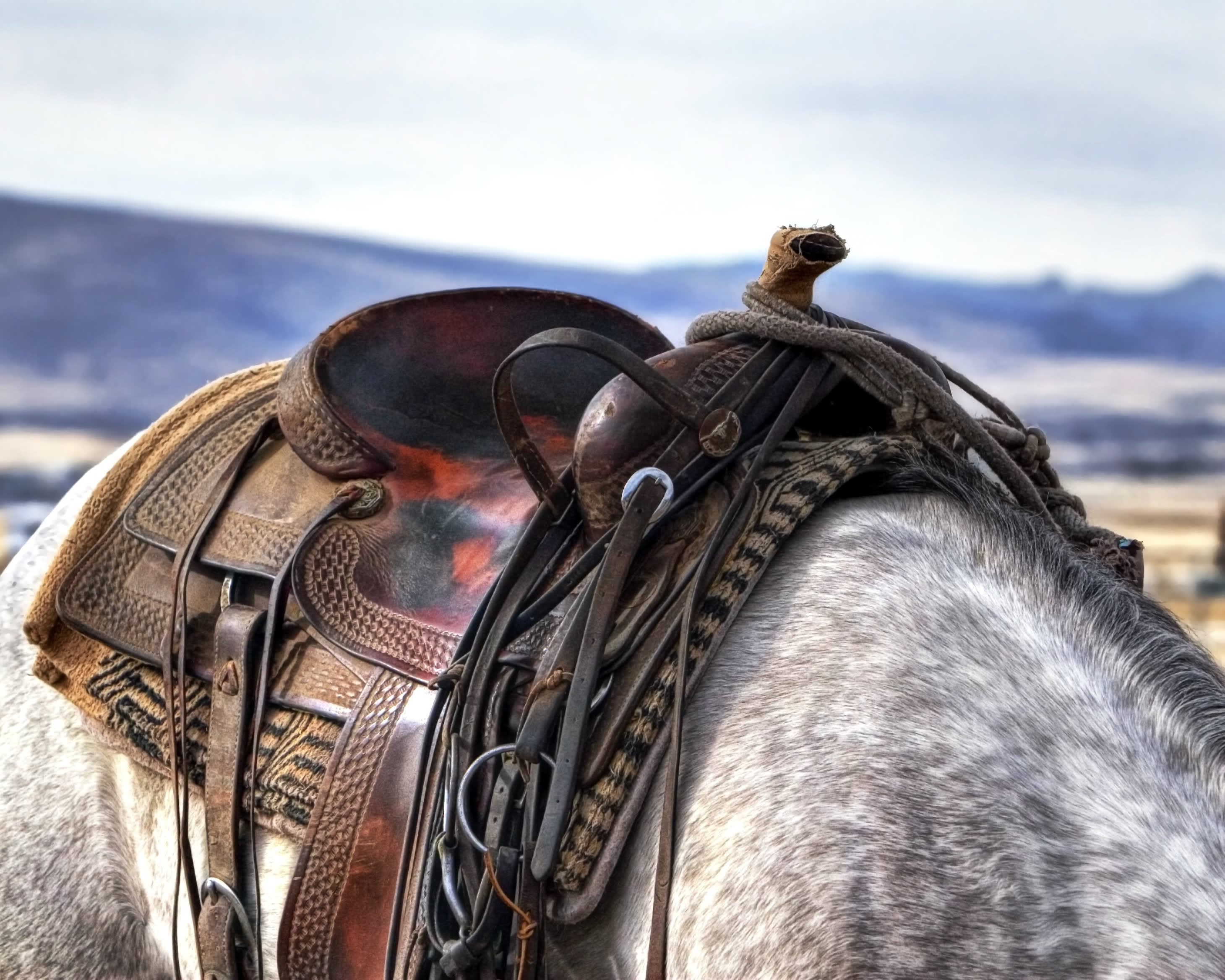 close up of maroon black leather saddle on a white and grey horse