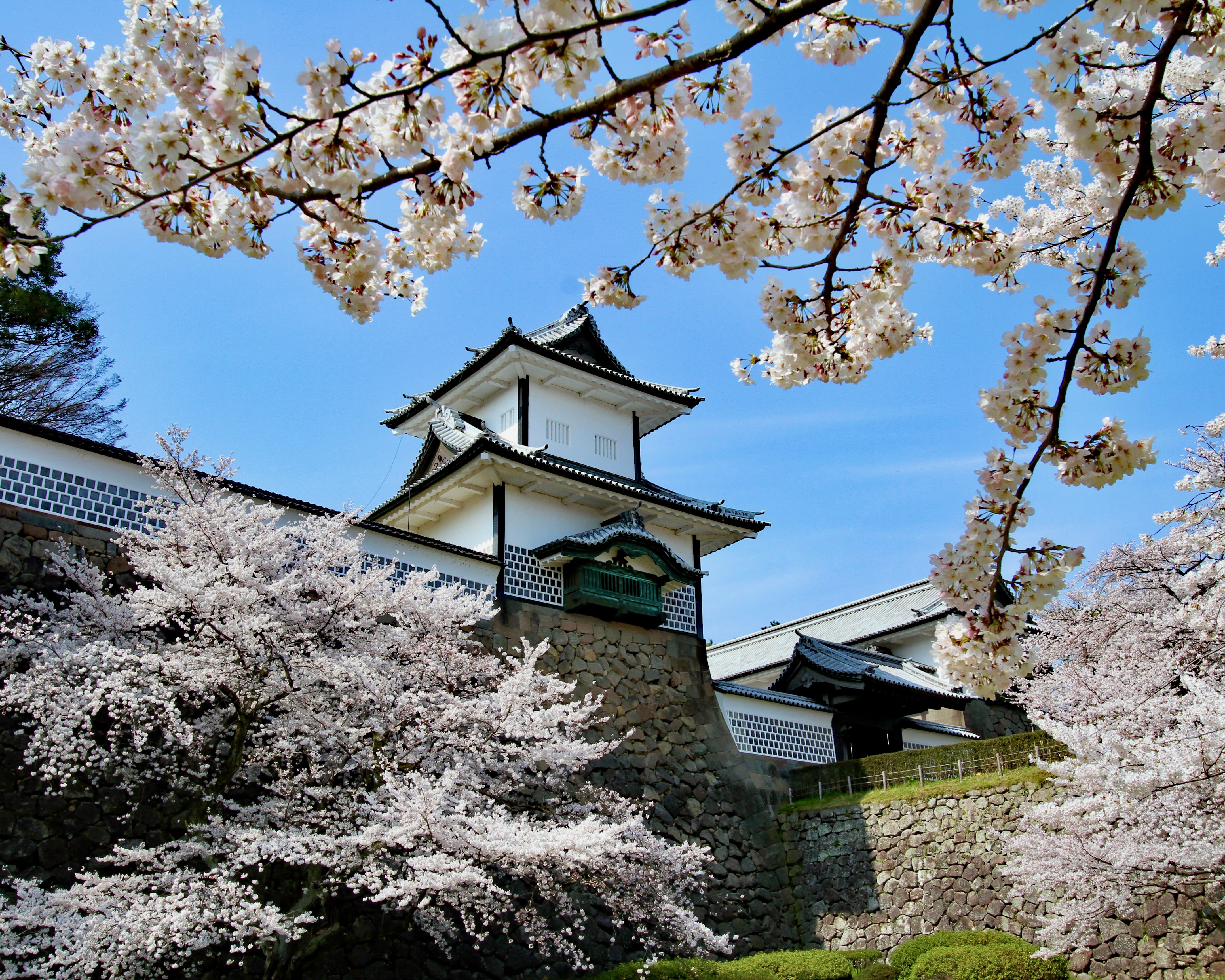 cherry blossoms next to a white castle under blue sky